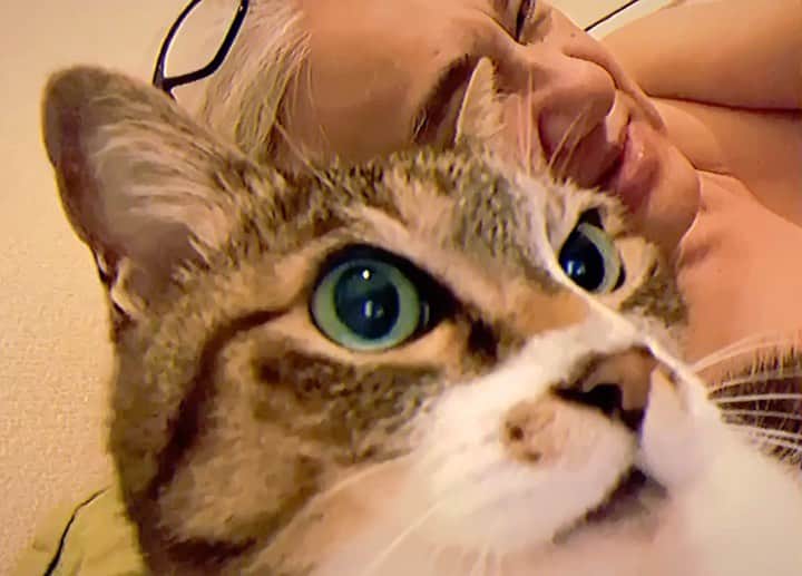 イマイアキノブのインスタグラム：「✽ พิธีแห่นางแมว  雨恋し  タイ王国の雨乞いの儀式では メス猫が一翼を担っているらしい」