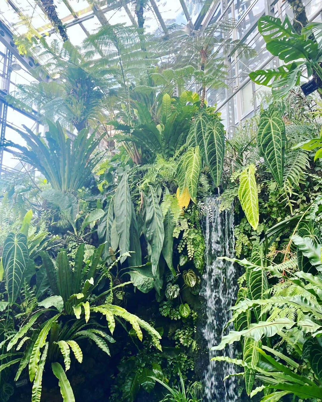 Wakanaさんのインスタグラム写真 - (WakanaInstagram)「実はビルボードライブ大阪の翌日、「咲くやこの花館」というところに行ってきました🌺🌻🌼 ここを知ってから、いつか行ってみたい!!と思っていたので、実現出来てすっごく嬉しかったです😳💕 想像を超えるものすごい数の植物たちが待ち受けていて、最高でした…‼️ 日本最大と言われる温室内に生い茂る植物の数々は、どれも本当に生き生きとしていて、素晴らしかったです🎉 他にもたくさん写真があるので、また載せますね🥰  帰りは外の公園をお散歩しながら次の目的地へ🎶←乞うご期待‼️🐟🐢🐧🐬🦈 散歩は風が気持ちよかったけど…暑かった‼️😂 でも実は公園内にとっても素敵な場所がまだまだあったみたいで、時間が全然足りなかったよ…🥺🥺 次回は必ずや‼️  #咲くやこの花館 #鶴見緑地公園」7月24日 23時30分 - wakana1210_official