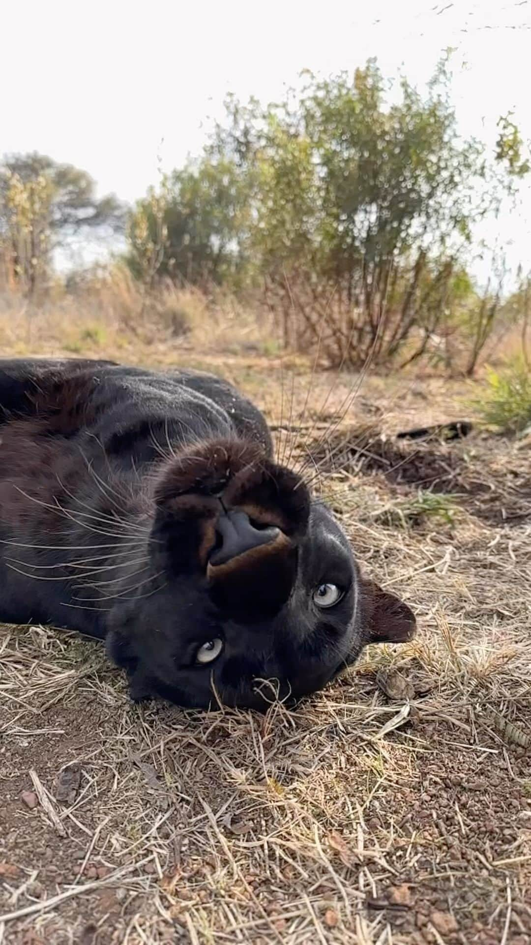 Kevin Richardson LionWhisperer のインスタグラム：「Life just seems simpler upside down, especially on a Monday. 🙃 #blackpanther #blackleopard #upsidedown」