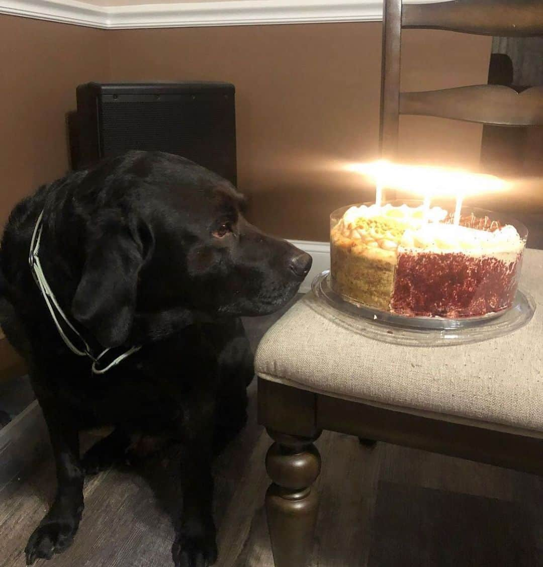 Jake And Gingerのインスタグラム：「Happy 10th birthday Jake!!!」