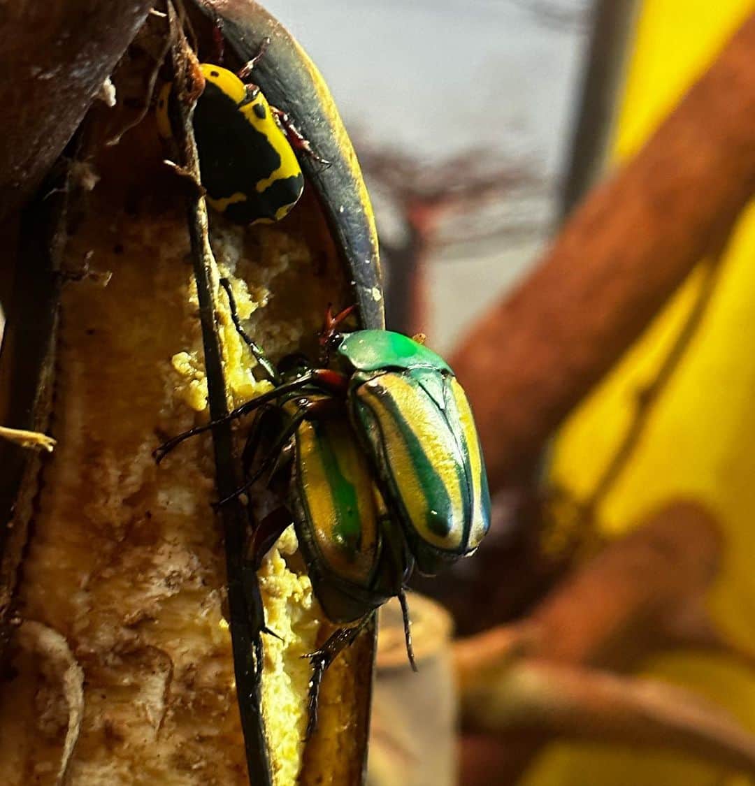 ニック・フロストのインスタグラム：「Two beetles shagging on a banana while a third watches, jerking off furiously.」