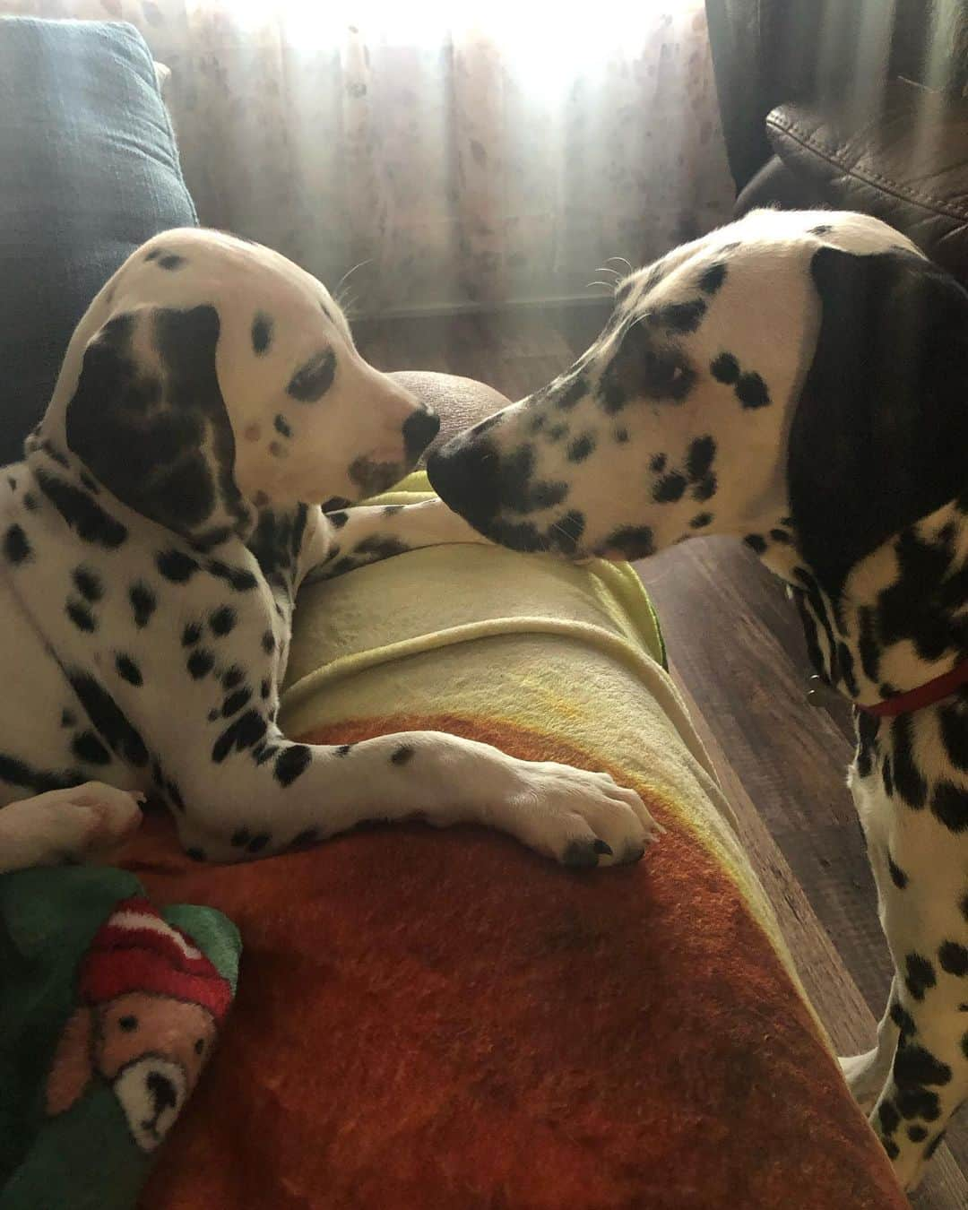 Jake And Gingerのインスタグラム：「Everyone meet Maverick!!! He’s a Tri-color Dalmatian 🥰🥰」