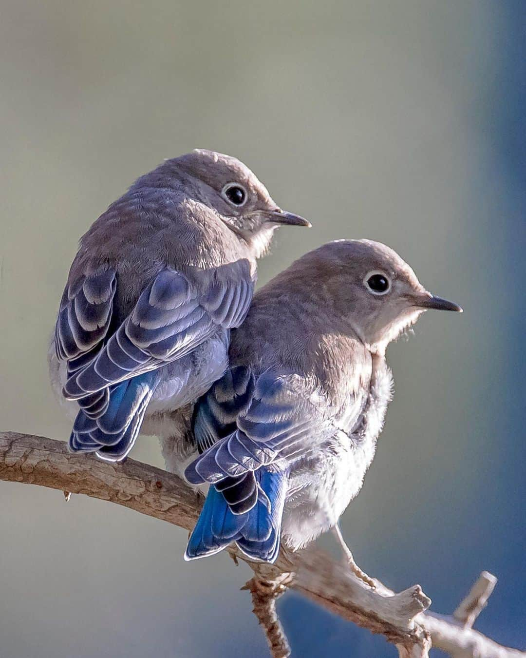 アメリカ内務省さんのインスタグラム写真 - (アメリカ内務省Instagram)「Two juvenile mountain bluebirds are enjoying a sunny afternoon at @rockynps in Colorado. ☀️    These powder-blue migratory birds add delightful songs and exquisite beauty to the landscapes of the western half of the continent, including the Rocky Mountains. You can spot their brilliant blue bodies on perches such as treetops, where they soak up the summer sunshine.    Photo by A. Schonlau / NPS    #bluebirds #rockymountains #RMNP #Colorado #birds   Alt Text: Two small birds with various shades of blue wings and light grey heads sit on a branch and soak up some sunshine.」7月24日 23時49分 - usinterior