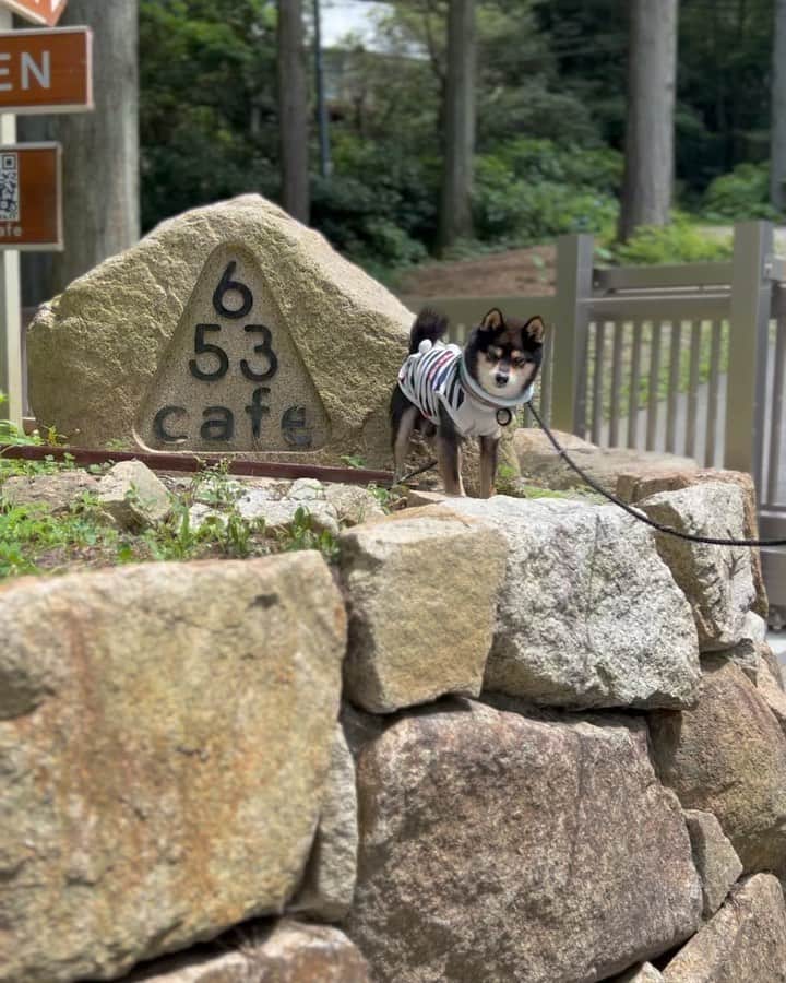 黒豆柴こむぎのグルメインスタ