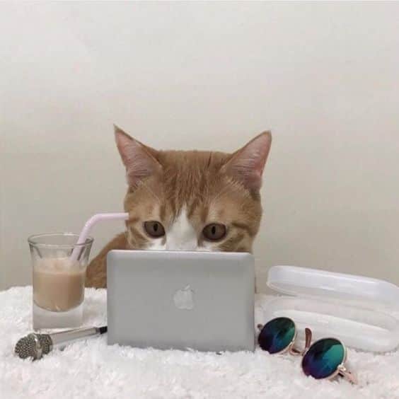 BH Cosmeticsのインスタグラム：「It's time to get on your Zoom 💻 How we feelin' this Monday? Let us know in the comments! 👇⁣ ⁣ #bhcosmetics」