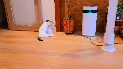 のインスタグラム：「トコトコさんちゃん⁡ ⁡⁡ ⁡⁡ ⁡⁡ ⁡#teko家卒猫 #下半身不随猫三太 #下半身不随猫チョロ #サンチョロ #哀れなリスナーにサンチョロの祝福を #下半身不随猫 #下半身不随猫と暮らす #圧迫排尿猫 #圧迫排尿  #cat #rescuecat #ねこ #保護猫 #負傷猫 #熊本市動物愛護センター出身 #teko家の犬猫たち#花の木シェルター」