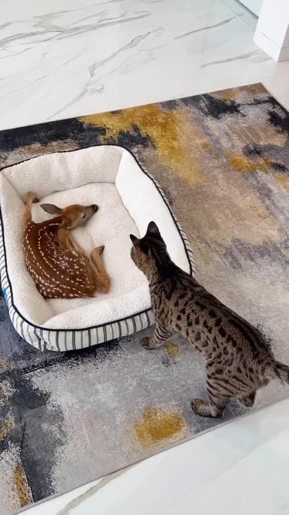 Cute Pets Dogs Catsのインスタグラム：「No nails, just little paw boops, very cute, very gentle cat.  Credit: beautiful @themeows_squad and themeow_squad (tt) ** For all crediting issues and removals pls 𝐄𝐦𝐚𝐢𝐥 𝐮𝐬 ☺️  𝐍𝐨𝐭𝐞: we don’t own this video/pics, all rights go to their respective owners. If owner is not provided, tagged (meaning we couldn’t find who is the owner), 𝐩𝐥𝐬 𝐄𝐦𝐚𝐢𝐥 𝐮𝐬 with 𝐬𝐮𝐛𝐣𝐞𝐜𝐭 “𝐂𝐫𝐞𝐝𝐢𝐭 𝐈𝐬𝐬𝐮𝐞𝐬” and 𝐨𝐰𝐧𝐞𝐫 𝐰𝐢𝐥𝐥 𝐛𝐞 𝐭𝐚𝐠𝐠𝐞𝐝 𝐬𝐡𝐨𝐫𝐭𝐥𝐲 𝐚𝐟𝐭𝐞𝐫.  We have been building this community for over 6 years, but 𝐞𝐯𝐞𝐫𝐲 𝐫𝐞𝐩𝐨𝐫𝐭 𝐜𝐨𝐮𝐥𝐝 𝐠𝐞𝐭 𝐨𝐮𝐫 𝐩𝐚𝐠𝐞 𝐝𝐞𝐥𝐞𝐭𝐞𝐝, pls email us first. **」