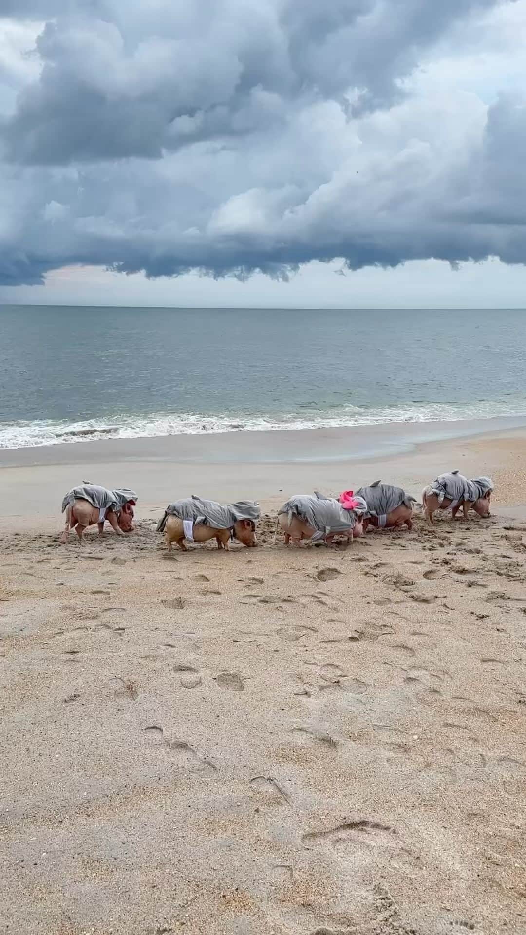 Priscilla and Poppletonのインスタグラム：「SHARK SIGHTING…The famous Poppleshark was sighted off the coast of Ponte Vedra Beach, Florida this morning with a whole shiver of friends. Check out the teeth on that Great “Pink” Shark and look at the two gals with pink bows. Beach goers think may be a new breed of Barbie Sharks. If you come in contact with any of these sharks, experts say hand over all your snacks and you have nothing to fear.🐷🦈🎀 #SharkWeek #Poppleshark #GreatPinkShark #PrissyShark #PennShark #PoseyShark #PrissyandPop」