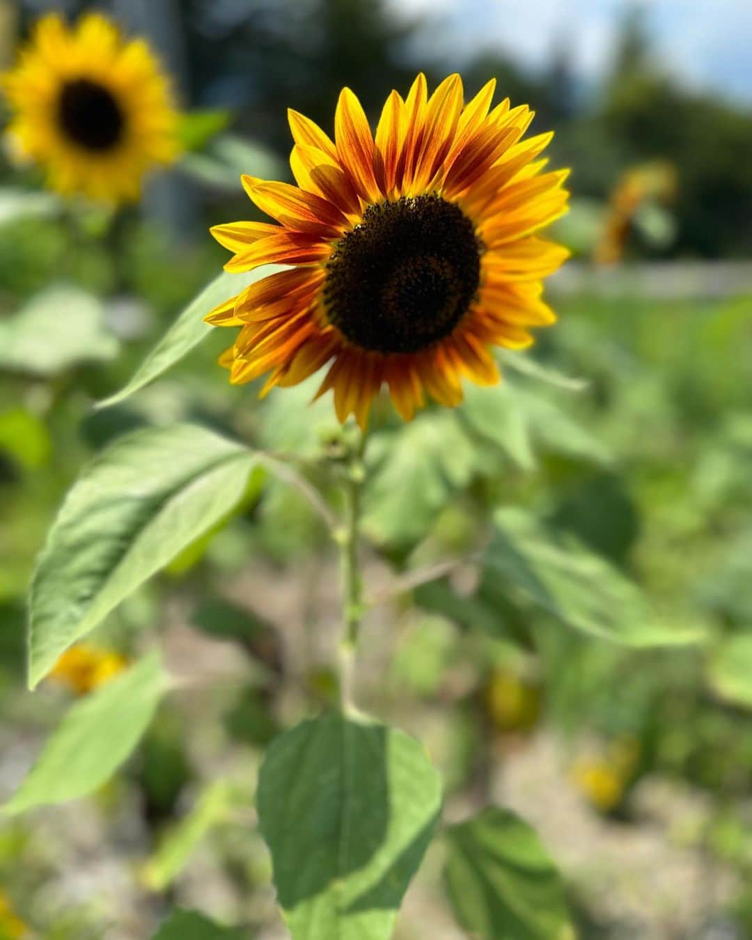 田中里依奈のインスタグラム：「. 家の近くに咲いていたひまわり🌻 次は、お盆前に帰ります➰ 都会と田舎、幸せを感じられる心があればどっちにいても楽しい✨ でもやっぱり、生まれ育った白馬が一番好きな場所🌱 . #ひまわり#ひまわりが好き#白馬村 #長野県#信州#しあわせ信州」