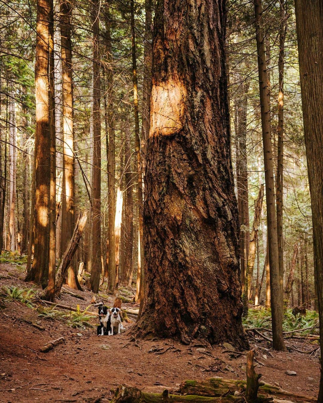Andrew Knappのインスタグラム：「Literal tree hugger here. I’ve got the sap on my arms to prove it. Have you ever met a tree that stopped you in your tracks? This Douglas Fir has been standing here for over 400 years, trust me I googled it.   For a Douglas Fir, measure its circumference in inches, and multiply that by 1.6. I measured it by hugging around the tree 4 times. And that’s how the sap got there.」