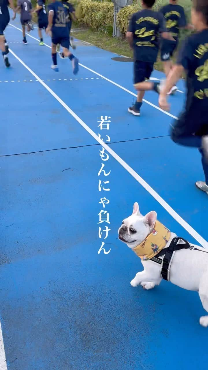 Udon うどんのインスタグラム：「うどん選手、周回遅れでーす！ #SLOWコース専門  . #frenchies1 #frenchie #frenchbulldog #dogstagram #buhi  #instadog #instafrenchie #frenchielife #frenchiegram #udon #フレブル #フレンチブルドッグ #うどん #ブヒ」