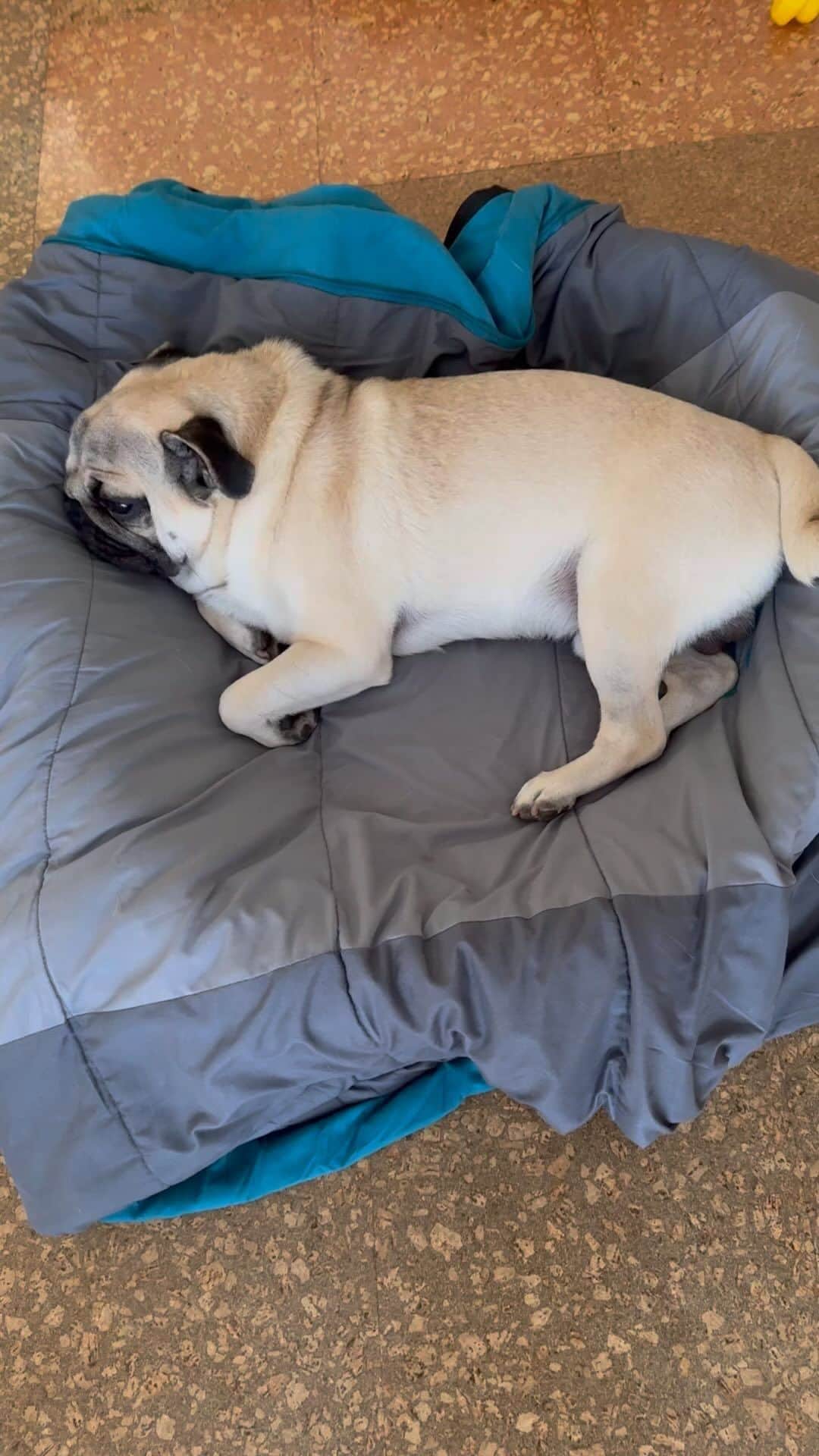 gontaのインスタグラム：「It's hot 38° dangerous outside. Sleeping is number one. #keelyafternoontea #Gonta3#speapug #smilingpugs #pugjapn #pug #love #pugsofinstagram #zerozeropug #skateboardpug #pugshit #instpug #worldofpug」