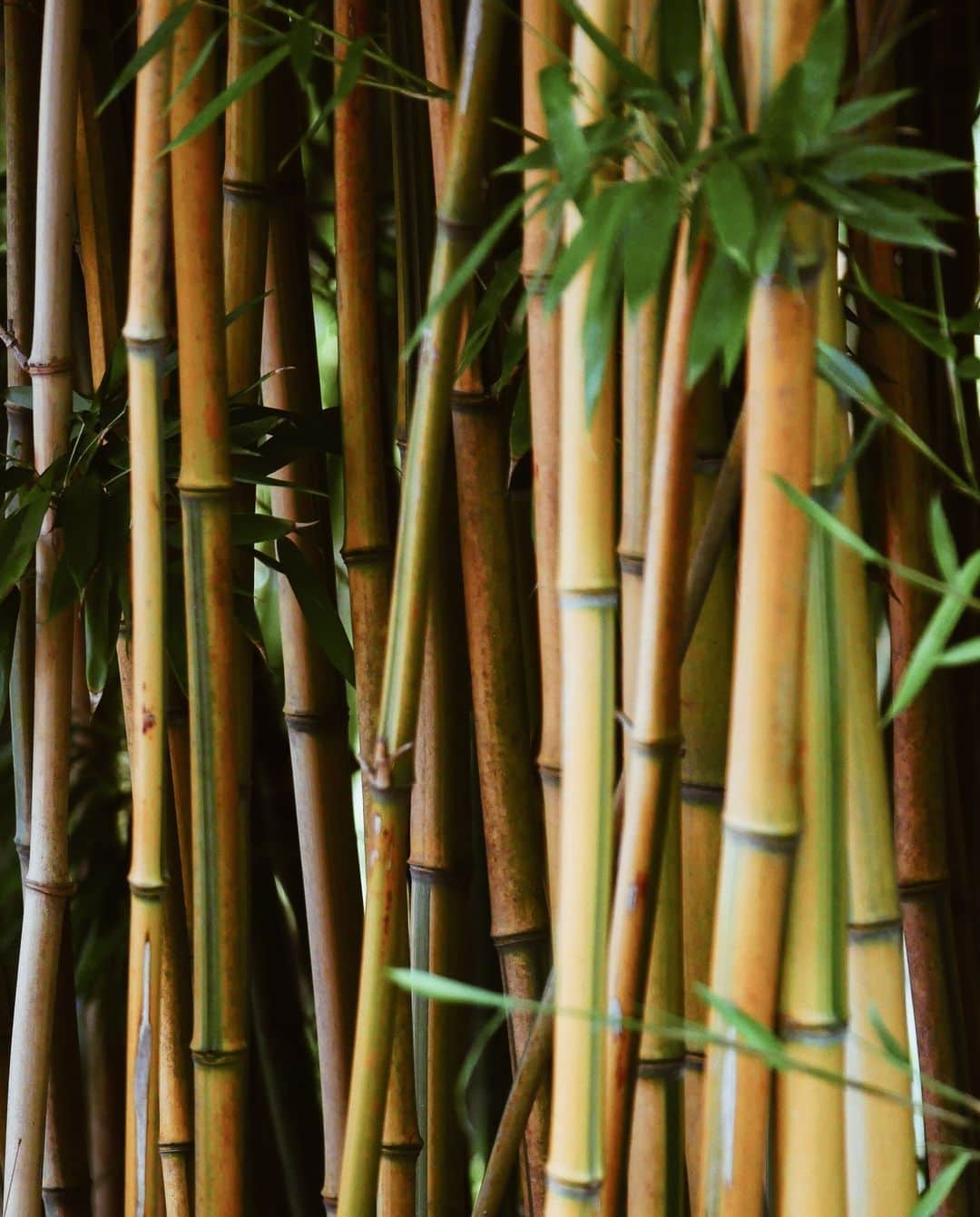 ドーメルさんのインスタグラム写真 - (ドーメルInstagram)「"Green is stylish, Green is sustainability, Green is Dormeuil." - A. GALIMBERTI, Product Director - Dormeuil.  The FOREVER GREEN collection is made from a blend of the finest wool and natural fibres, such as bamboo, cotton, silk and linen.  Stay connected for more...  #dormeuil #luxurytailoring #tailormade #luxuryfabrics #bespoketailoring #luxurynaturalfibers #ethicalcloth #sustainablefashion #sustainableluxury #1842paris #forevergreen」7月25日 14時01分 - dormeuil1842
