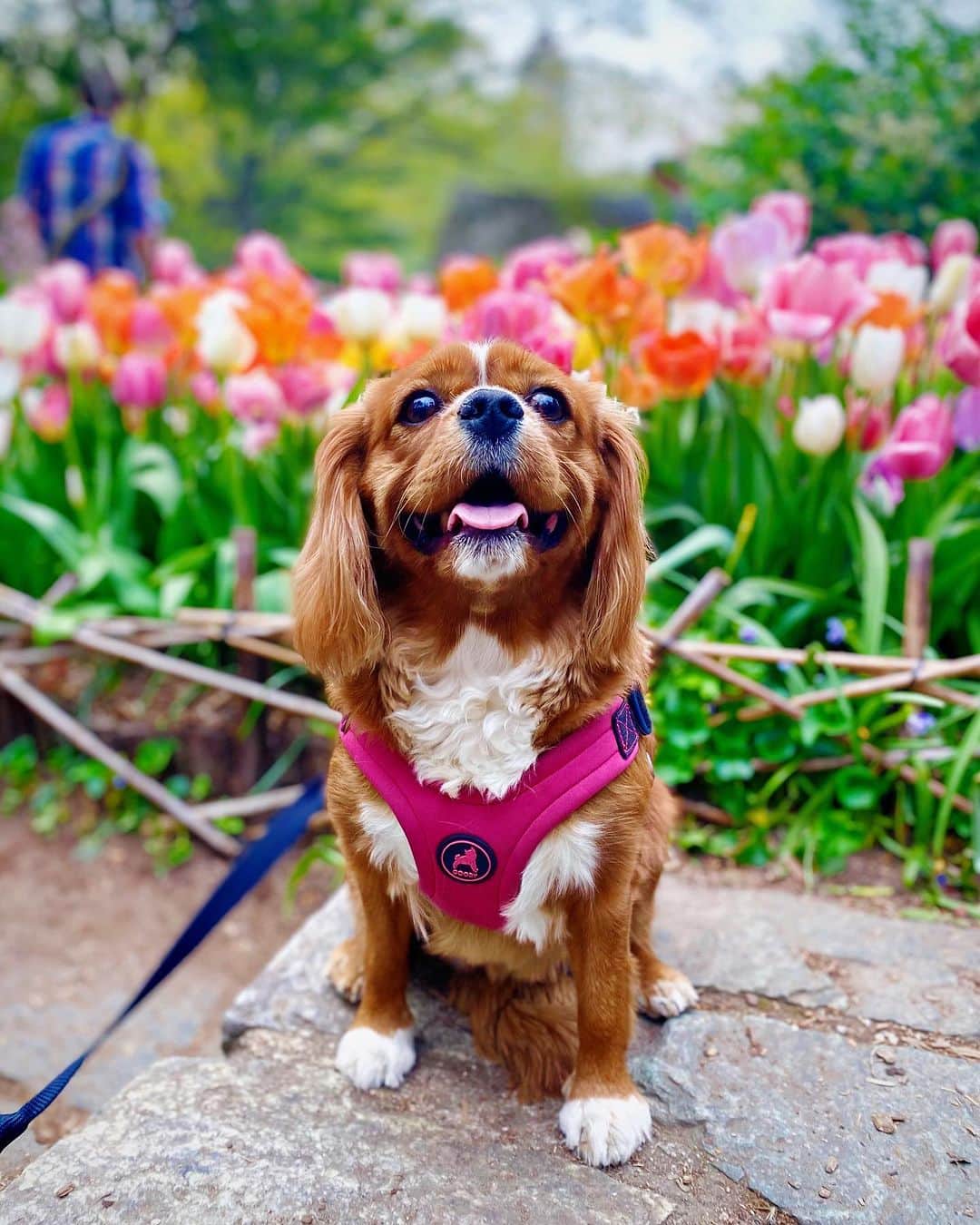 Ilana Wilesのインスタグラム：「Just dropping this photo of Frankie here. Mazzy took it. We saw someone else position their dog in front of this patch of tulips and the dog stood there perfectly for the camera. Mazzy looked at me, “do you think Frankie would do that?” I did not but I shrugged and told her to try. Frankie waited patiently for her turn and then stood perfectly in place like the last dog had marked the ground with painter tape and smiled. MODEL 🙌🏻」