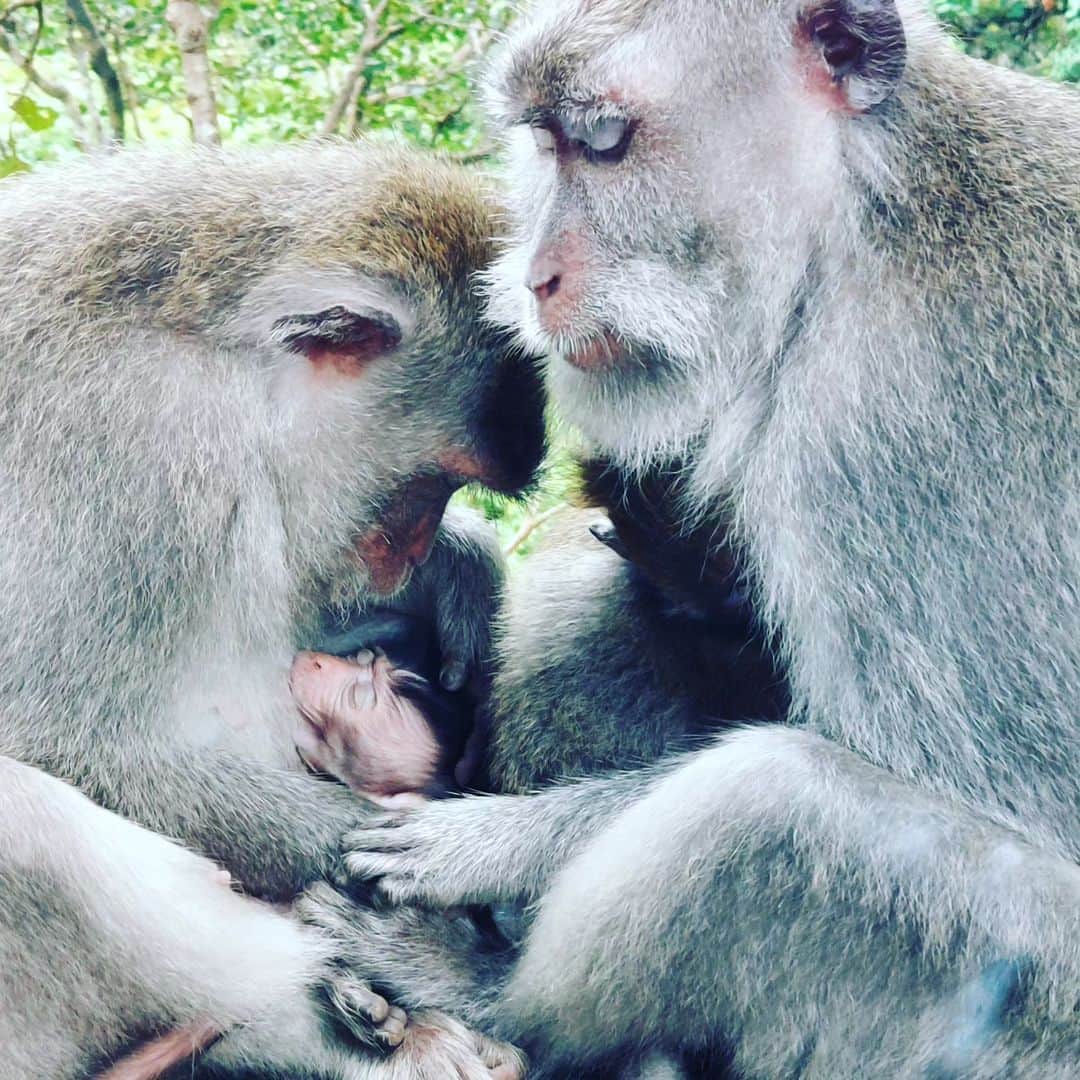 島本美由紀さんのインスタグラム写真 - (島本美由紀Instagram)「・ 先日行ったバリ島ウブドの モンキー・フォレスト。 生まれたばかりの猿の赤ちゃんが たくさんいてかわいかった❤️ (出産時期だったのかな？) 微笑ましい親子をパチリ📸 たまに行くと楽しい✨  #モンキーフォレスト  #猿の親子  #ウブド」7月25日 8時39分 - miyuki_shimamoto