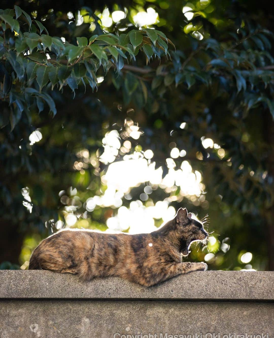 Masayukiさんのインスタグラム写真 - (MasayukiInstagram)「あくびちゃん。  #cat #ねこ #猫 #東京カメラ部 #nekoclub  #mmgtw #my_eos_photo  #yourshotphotographer」7月25日 8時31分 - okirakuoki