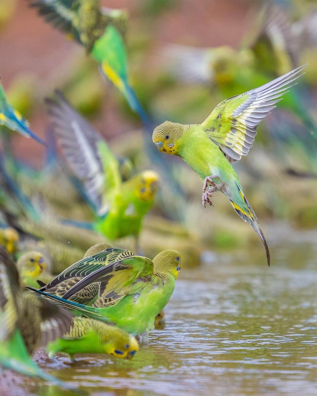 Nikon Australiaさんのインスタグラム写真 - (Nikon AustraliaInstagram)「Birdlife Australia’s Photography Awards 2023.  Are you a passionate bird photographer? Don't miss the chance to showcase your skills and love for our feathered friends at @birdlifeoz ‘s Photography Awards 2023. But hurry, the deadline for entries is on the 1st of August!  There are several categories to showcase your talent: - Bird portrait - Birds in flight - Bird behaviour - Backyard birds - Human impact - Birds in the landscape - Youth - Special theme: Wading Waterbirds of Australian Floodplains - Portfolio  Judges include our very own Nikon shooters and Creators - @georgina_steytler, @charlesdavisphotography, and @michael_snedics_wildnature.  Prizes - Each category winner will receive a generous cash prize of $1,000. The winner of the Portfolio Prize will receive an astounding $5,000 cash prize.  Click the link in our bio to learn more and participate.  Images by Georgina Steytler, Charles Davis, and Michael Snedic.  #Nikon #MyNikonLife #NikonAustralia #BirdPhotography #WildlifePhotography」7月25日 8時33分 - nikonaustralia