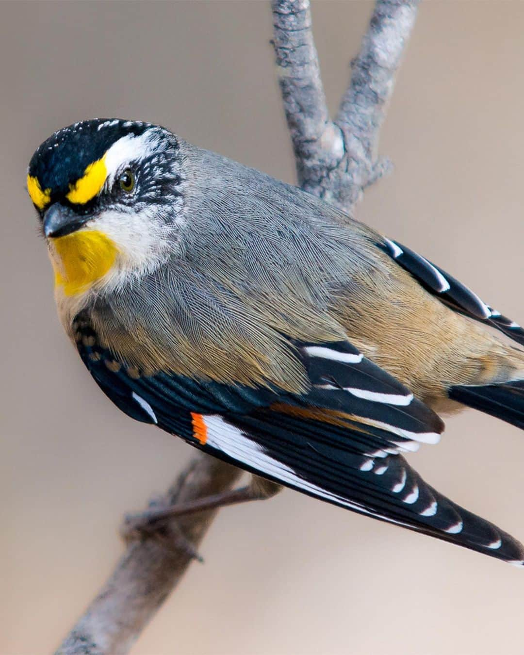 Nikon Australiaさんのインスタグラム写真 - (Nikon AustraliaInstagram)「Birdlife Australia’s Photography Awards 2023.  Are you a passionate bird photographer? Don't miss the chance to showcase your skills and love for our feathered friends at @birdlifeoz ‘s Photography Awards 2023. But hurry, the deadline for entries is on the 1st of August!  There are several categories to showcase your talent: - Bird portrait - Birds in flight - Bird behaviour - Backyard birds - Human impact - Birds in the landscape - Youth - Special theme: Wading Waterbirds of Australian Floodplains - Portfolio  Judges include our very own Nikon shooters and Creators - @georgina_steytler, @charlesdavisphotography, and @michael_snedics_wildnature.  Prizes - Each category winner will receive a generous cash prize of $1,000. The winner of the Portfolio Prize will receive an astounding $5,000 cash prize.  Click the link in our bio to learn more and participate.  Images by Georgina Steytler, Charles Davis, and Michael Snedic.  #Nikon #MyNikonLife #NikonAustralia #BirdPhotography #WildlifePhotography」7月25日 8時33分 - nikonaustralia