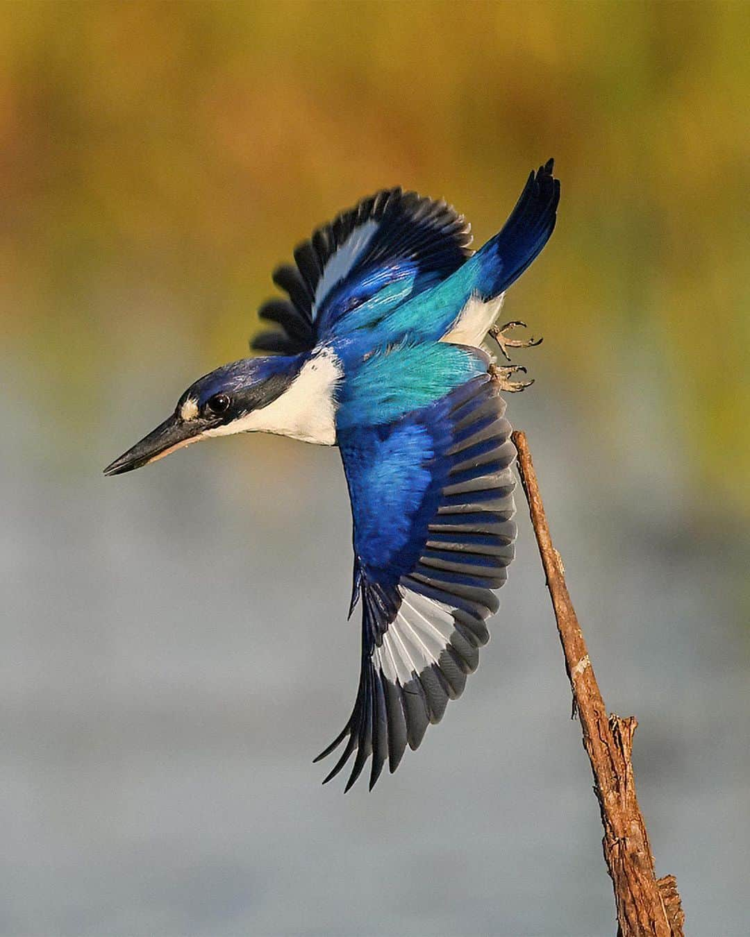 Nikon Australiaさんのインスタグラム写真 - (Nikon AustraliaInstagram)「Birdlife Australia’s Photography Awards 2023.  Are you a passionate bird photographer? Don't miss the chance to showcase your skills and love for our feathered friends at @birdlifeoz ‘s Photography Awards 2023. But hurry, the deadline for entries is on the 1st of August!  There are several categories to showcase your talent: - Bird portrait - Birds in flight - Bird behaviour - Backyard birds - Human impact - Birds in the landscape - Youth - Special theme: Wading Waterbirds of Australian Floodplains - Portfolio  Judges include our very own Nikon shooters and Creators - @georgina_steytler, @charlesdavisphotography, and @michael_snedics_wildnature.  Prizes - Each category winner will receive a generous cash prize of $1,000. The winner of the Portfolio Prize will receive an astounding $5,000 cash prize.  Click the link in our bio to learn more and participate.  Images by Georgina Steytler, Charles Davis, and Michael Snedic.  #Nikon #MyNikonLife #NikonAustralia #BirdPhotography #WildlifePhotography」7月25日 8時33分 - nikonaustralia