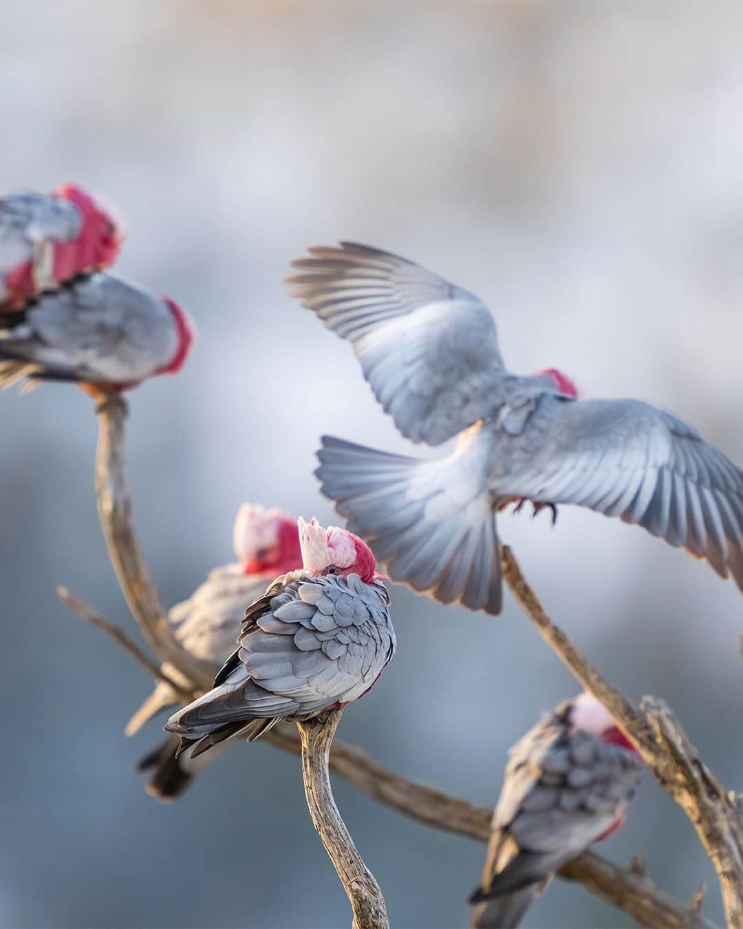 Nikon Australiaさんのインスタグラム写真 - (Nikon AustraliaInstagram)「Birdlife Australia’s Photography Awards 2023.  Are you a passionate bird photographer? Don't miss the chance to showcase your skills and love for our feathered friends at @birdlifeoz ‘s Photography Awards 2023. But hurry, the deadline for entries is on the 1st of August!  There are several categories to showcase your talent: - Bird portrait - Birds in flight - Bird behaviour - Backyard birds - Human impact - Birds in the landscape - Youth - Special theme: Wading Waterbirds of Australian Floodplains - Portfolio  Judges include our very own Nikon shooters and Creators - @georgina_steytler, @charlesdavisphotography, and @michael_snedics_wildnature.  Prizes - Each category winner will receive a generous cash prize of $1,000. The winner of the Portfolio Prize will receive an astounding $5,000 cash prize.  Click the link in our bio to learn more and participate.  Images by Georgina Steytler, Charles Davis, and Michael Snedic.  #Nikon #MyNikonLife #NikonAustralia #BirdPhotography #WildlifePhotography」7月25日 8時33分 - nikonaustralia