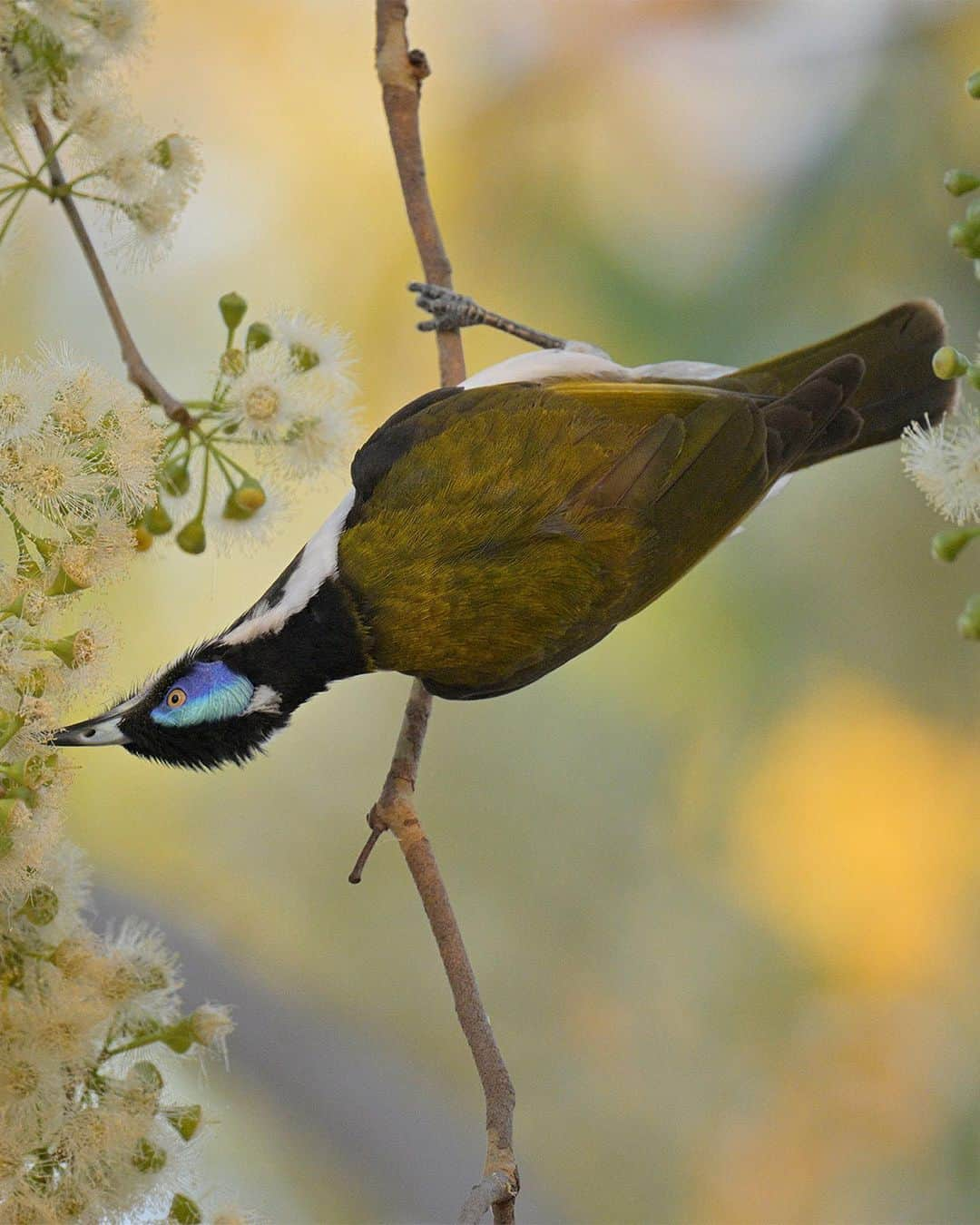 Nikon Australiaさんのインスタグラム写真 - (Nikon AustraliaInstagram)「Birdlife Australia’s Photography Awards 2023.  Are you a passionate bird photographer? Don't miss the chance to showcase your skills and love for our feathered friends at @birdlifeoz ‘s Photography Awards 2023. But hurry, the deadline for entries is on the 1st of August!  There are several categories to showcase your talent: - Bird portrait - Birds in flight - Bird behaviour - Backyard birds - Human impact - Birds in the landscape - Youth - Special theme: Wading Waterbirds of Australian Floodplains - Portfolio  Judges include our very own Nikon shooters and Creators - @georgina_steytler, @charlesdavisphotography, and @michael_snedics_wildnature.  Prizes - Each category winner will receive a generous cash prize of $1,000. The winner of the Portfolio Prize will receive an astounding $5,000 cash prize.  Click the link in our bio to learn more and participate.  Images by Georgina Steytler, Charles Davis, and Michael Snedic.  #Nikon #MyNikonLife #NikonAustralia #BirdPhotography #WildlifePhotography」7月25日 8時33分 - nikonaustralia