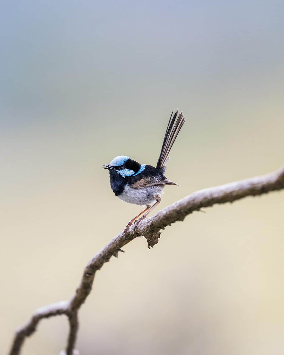 Nikon Australiaさんのインスタグラム写真 - (Nikon AustraliaInstagram)「Birdlife Australia’s Photography Awards 2023.  Are you a passionate bird photographer? Don't miss the chance to showcase your skills and love for our feathered friends at @birdlifeoz ‘s Photography Awards 2023. But hurry, the deadline for entries is on the 1st of August!  There are several categories to showcase your talent: - Bird portrait - Birds in flight - Bird behaviour - Backyard birds - Human impact - Birds in the landscape - Youth - Special theme: Wading Waterbirds of Australian Floodplains - Portfolio  Judges include our very own Nikon shooters and Creators - @georgina_steytler, @charlesdavisphotography, and @michael_snedics_wildnature.  Prizes - Each category winner will receive a generous cash prize of $1,000. The winner of the Portfolio Prize will receive an astounding $5,000 cash prize.  Click the link in our bio to learn more and participate.  Images by Georgina Steytler, Charles Davis, and Michael Snedic.  #Nikon #MyNikonLife #NikonAustralia #BirdPhotography #WildlifePhotography」7月25日 8時33分 - nikonaustralia