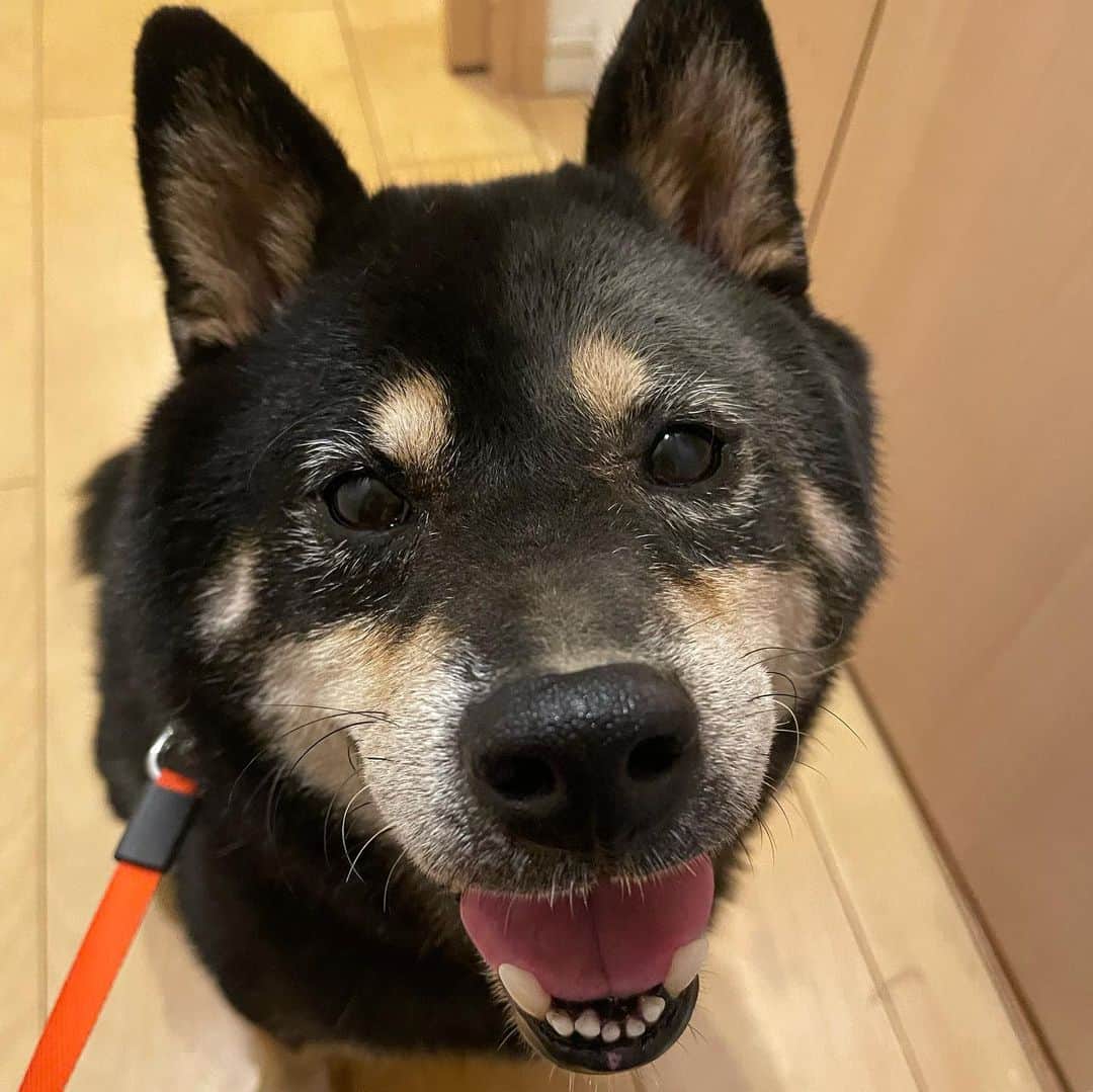 のインスタグラム：「黒柴のはずが、 半分白くなった小鉄くんでおはようございます🐕  今日も9時からはラジオ日本SWEET!!お願いします！  #スイート924  #ラジオ  #ラジオ日本  #柴犬  #黒柴 #小鉄  #なんでそうなった」