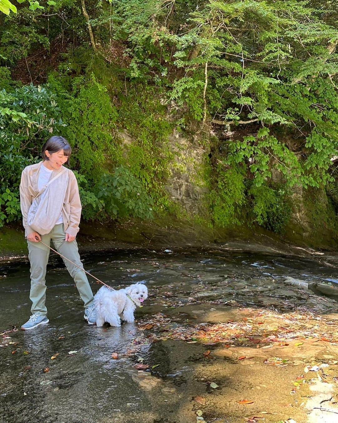 小野真弓さんのインスタグラム写真 - (小野真弓Instagram)「おはようございます☺️  ハルくんと〜 滝さんぽ🌻☀️  早起きして、、 暑さのピークの前を目指して 養老渓谷へ⛰️✨ 滝の側は涼やか〜☺️  おかーさんがずっと食べたかった、 念願のかき氷も😋🍧 ハルくんには素氷🧊✨😆  近場で短時間でしたが〜 夏まんきつ😆🍉  ハナちゃんは 猫チームと一緒に、、 クーラーの効いたお部屋で ごろごろしてて頂きました🦝☺️🏠 カフェ好きハナちゃんも、 もう少し涼しい時に、また行こうね( ´ ▽ ` )🍧✨  さて、 今日はやること、チャレンジごと、 盛りだくさん！ 頑張りまーす🙋‍♀️✨  今日も、良い一日を☺️  #養老渓谷 #粟又の滝 #千葉ドライブ#千葉暮らし #千葉っていいね#わんさんぽ #わんことおでかけ #犬と猫のいる暮らし#犬猫日記」7月25日 8時56分 - hanaharuaroi