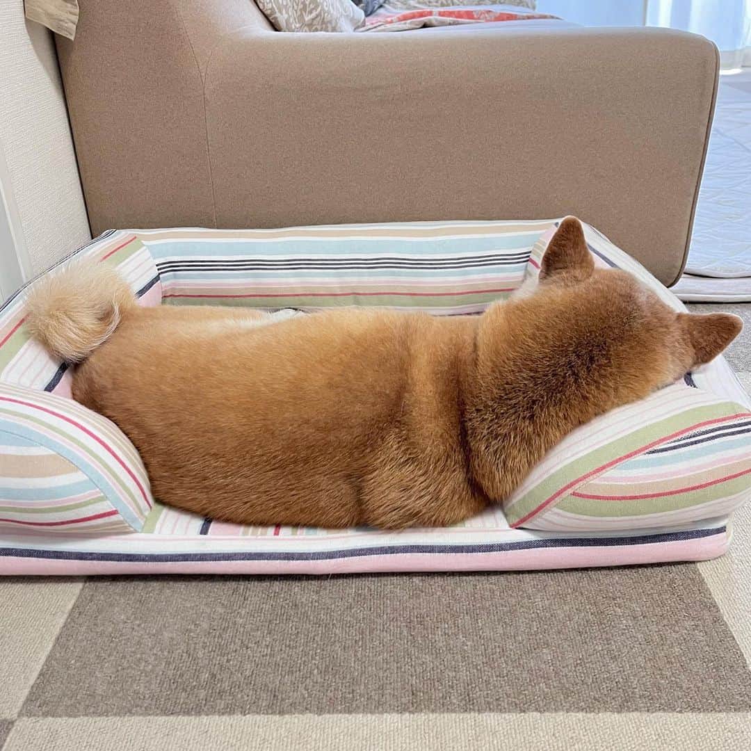 meekooのインスタグラム：「ズリ落ちないでねー(˃̶͈̀ᴗ˂̶͈́) 2023.7.25」