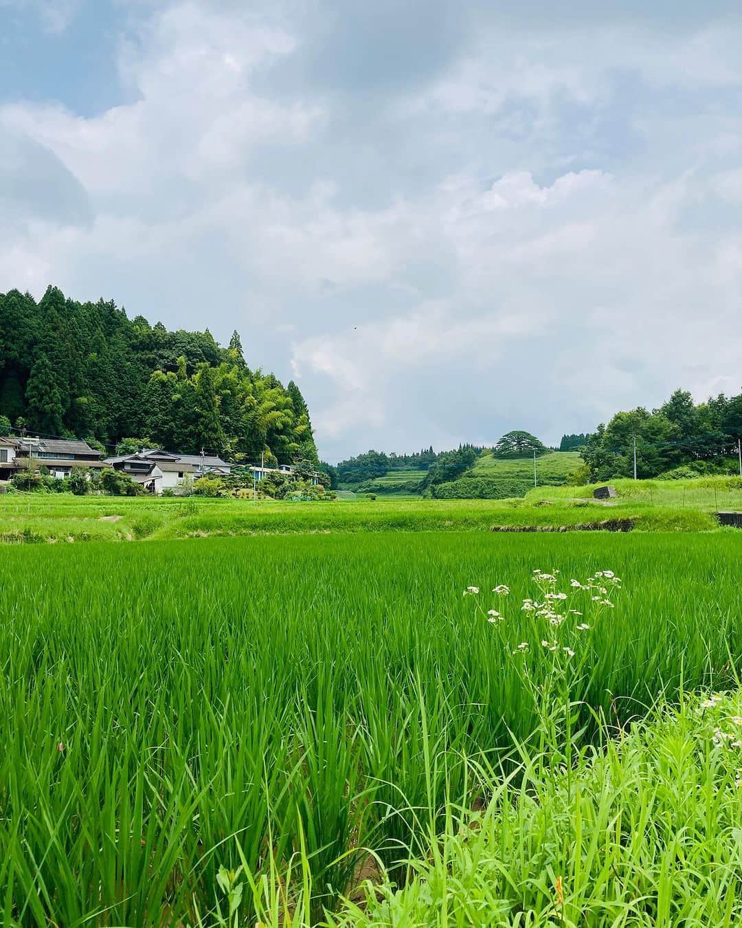 通潤酒造株式会社のインスタグラム：「【田植えした田圃！】  先日田植えした、田圃の持ち主、山下さんの山⛰️に遊びに行って来ました！ 山下さんはこの川みたいな道を軽トラで🛻登って行きますよ！ 車も人も通らないし、深い所も無いので、夏は涼みに行くのに最高です！！  稲もしっかりと根を張って、濃い緑色の葉はいかにも丈夫で、風になびいて涼しげでした‼️ 八朔祭の頃には稲穂🌾が色づき始めます。 山都町の短い夏も、ここから1ヶ月！ 暑い暑い言いながら、乗り切ります💪ヤー！  ‣‣……………………………………………‣‣  通潤酒造公式アカウントでは、 皆様の投稿をいつも楽しく拝見しております。 〖#通潤酒造 〗や〖#通潤 〗のハッシュタグをつけて投稿していただけると嬉しいです。  お酒の感想や、通潤酒造へご来店いただいた感想、通潤酒造の酒の目撃情報など！お待ちしております。  #通潤酒造 #通潤 #熊本カフェ #熊本 #ilovekumamoto #日本美酒 #japanlife #sakagura #japanisesake #ランチメニュー #純米酒 #純米好き #登録有形文化財」