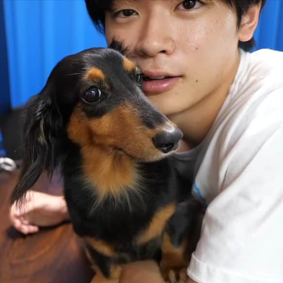すしらーめん《りく》さんのインスタグラム写真 - (すしらーめん《りく》Instagram)「距離感バグ。めり込んでる #犬 #ダックス #癒し」7月25日 9時23分 - sushi_riku