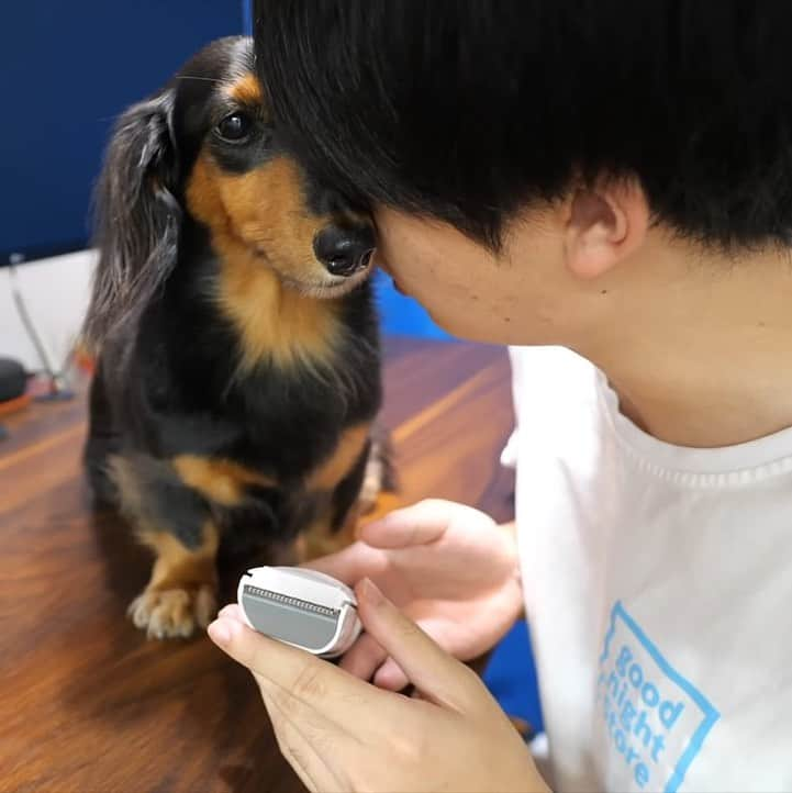 すしらーめん《りく》のインスタグラム：「距離感バグ。めり込んでる #犬 #ダックス #癒し」