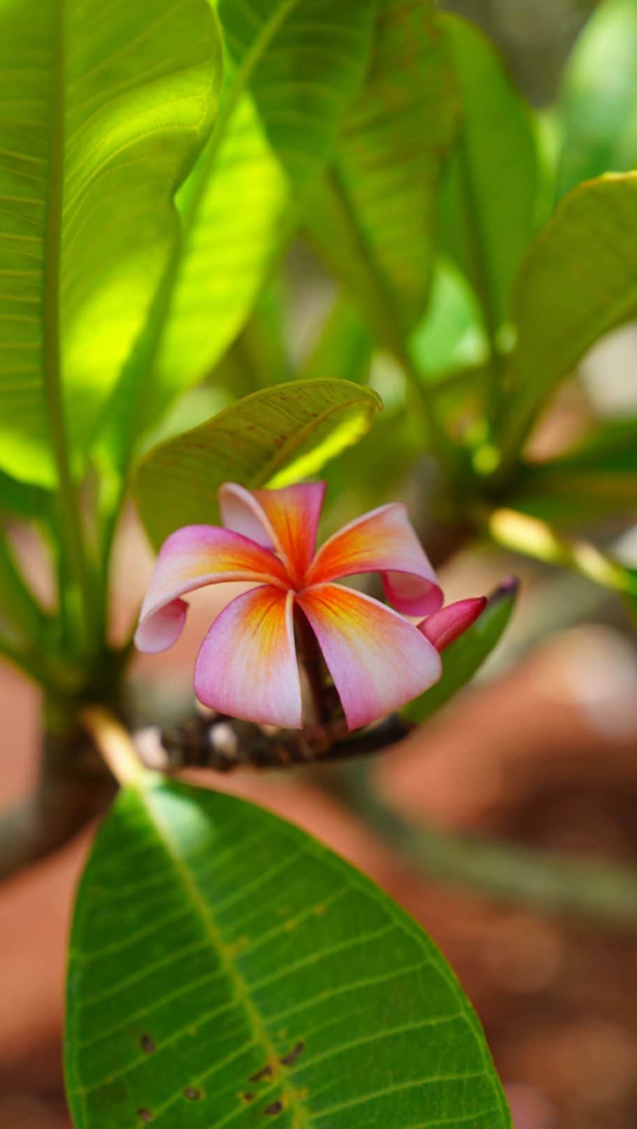ハワイアン航空のインスタグラム：「Consider adding this to your summer bucket list: Visit the @littleplumeriafarm on Oahu’s North Shore. There, you can walk through the rare hybrid plumeria garden, handpick your own flowers and learn about the deep significance of plumerias in Hawaiian culture.🌺✨​  #Oahu #Plumeria #Pua #Flower #SummerMemories #ExploreHawaii #SummerBucketList​」