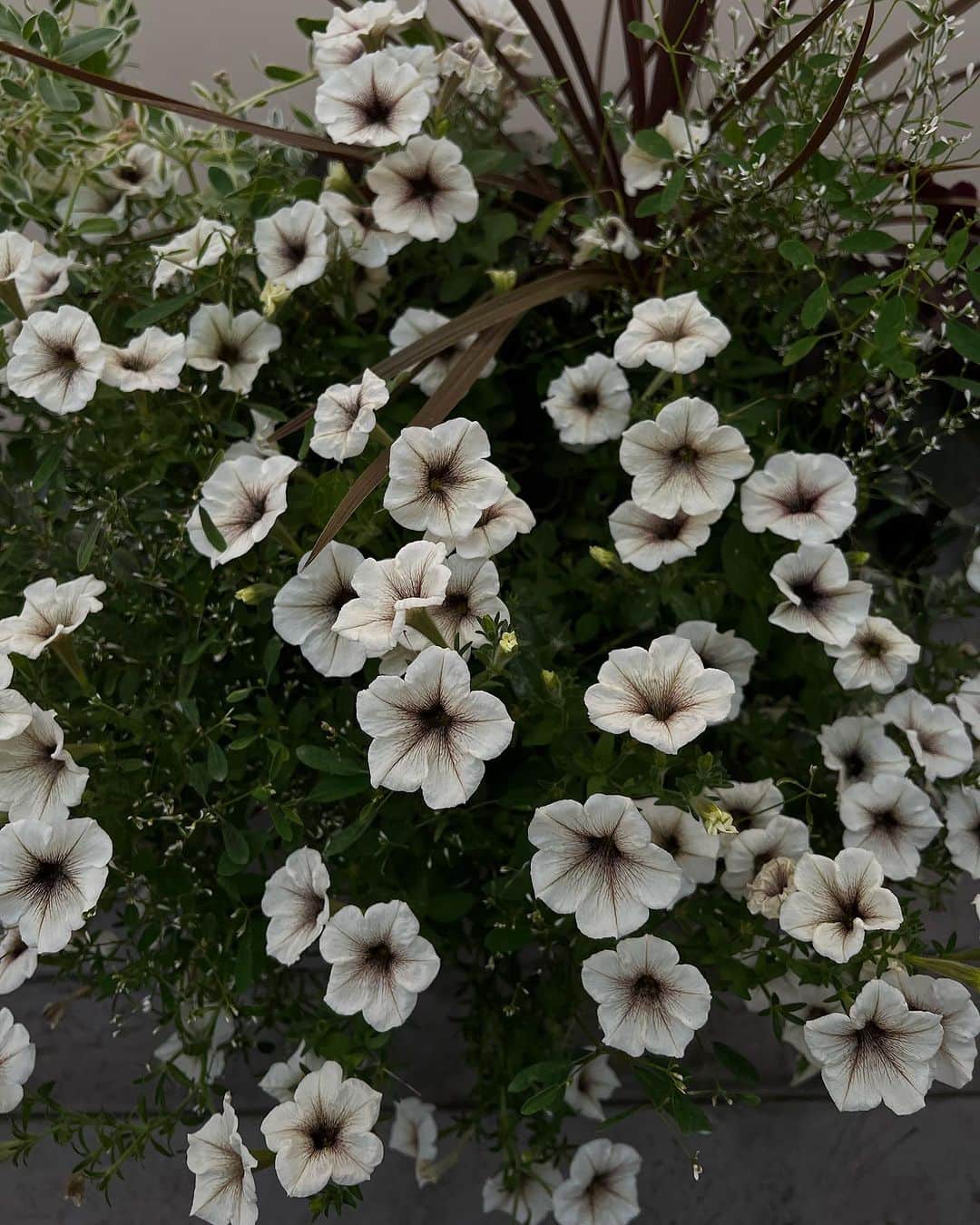 鈴木淳子のインスタグラム：「Yay🤍 Petunias are blooming!  去年は手を掛けられずに、小さく終わったペチュニアも、今年は理想のボリュームに🤍 ガーデニングは少しずつ室内に浸食中。  収穫したローズマリーで、お肉をグリルしたり、バジルでサラダやパスタしたりは定番になるので、おすすめです。  あとはブラックパール(蘭)咲いてくれたらなぁ… と、せっせと水やりの日々。  #gardening #garden #ガーデニング #flowerslovers」