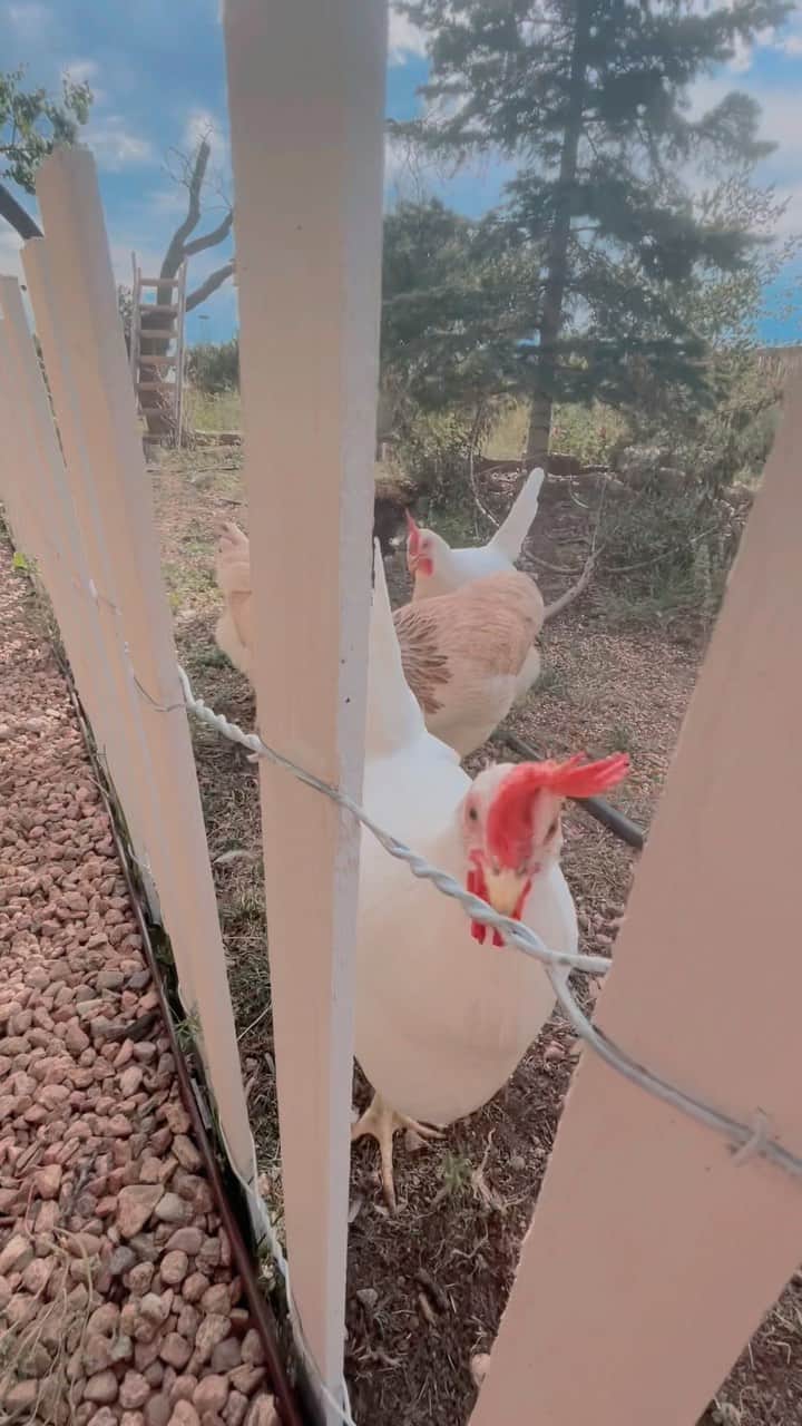 シャーロット・ケイト・フォックスのインスタグラム：「☀️ 💦 🐓 🐕 🏡 👦 💕」