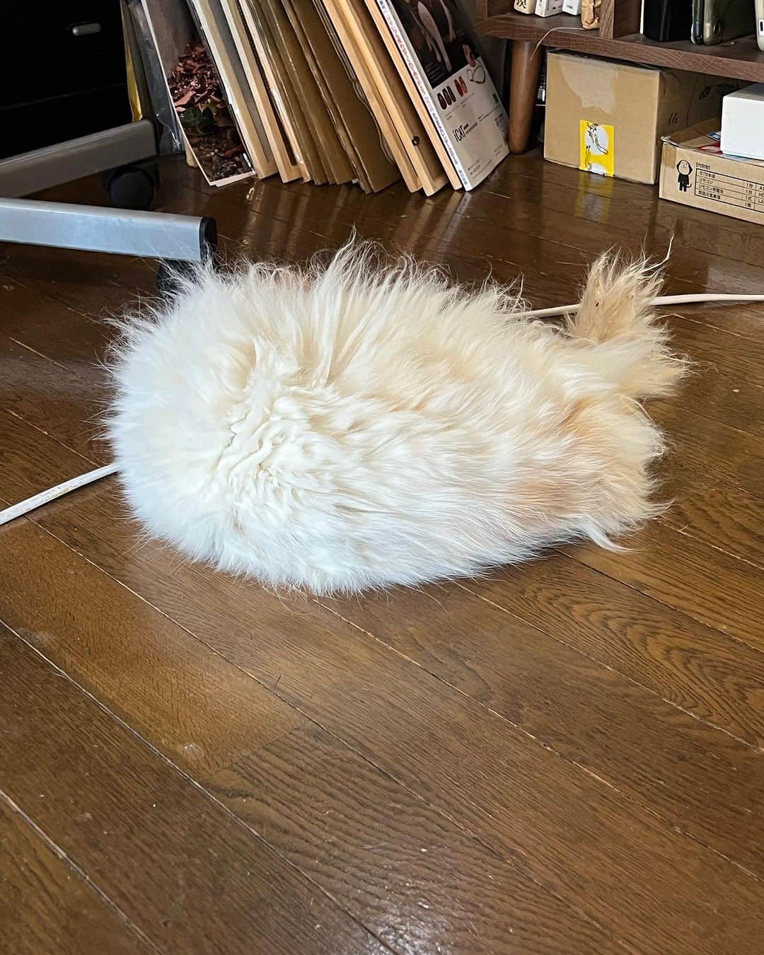Kachimo Yoshimatsuのインスタグラム：「毛玉が落ちてる。 お腹あたりがすごい毛玉になってる｡ 29日にサマーカット予定。  #うちの猫ら #猫 #ねこ #okaki #ニャンスタグラム #にゃんすたぐらむ #ねこのきもち #cat #ネコ #catstagram #ネコ部 http://kachimo.exblog.jp」