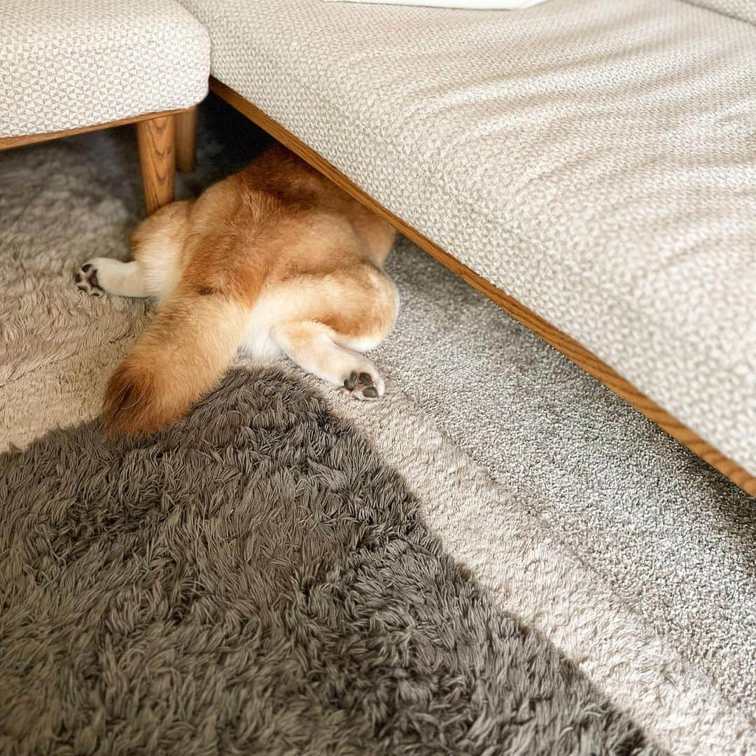 せんべえのインスタグラム：「頭隠してなんとやら！ #せんべえ #柴犬 #shibainu  #家中探した #呼んでも来ない」