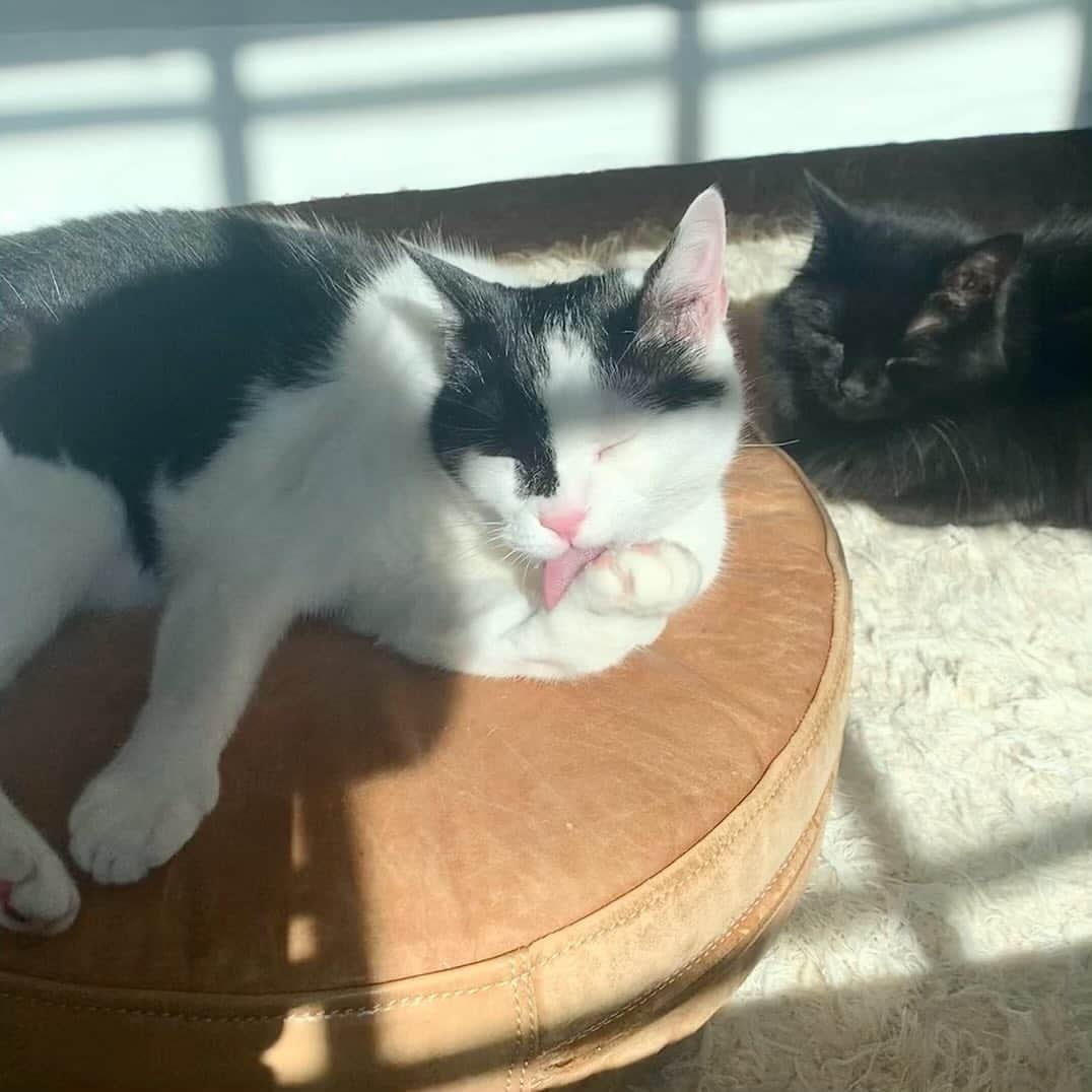 のインスタグラム：「真夏日でも日向ぼっこ 朝の #保護猫兄妹」
