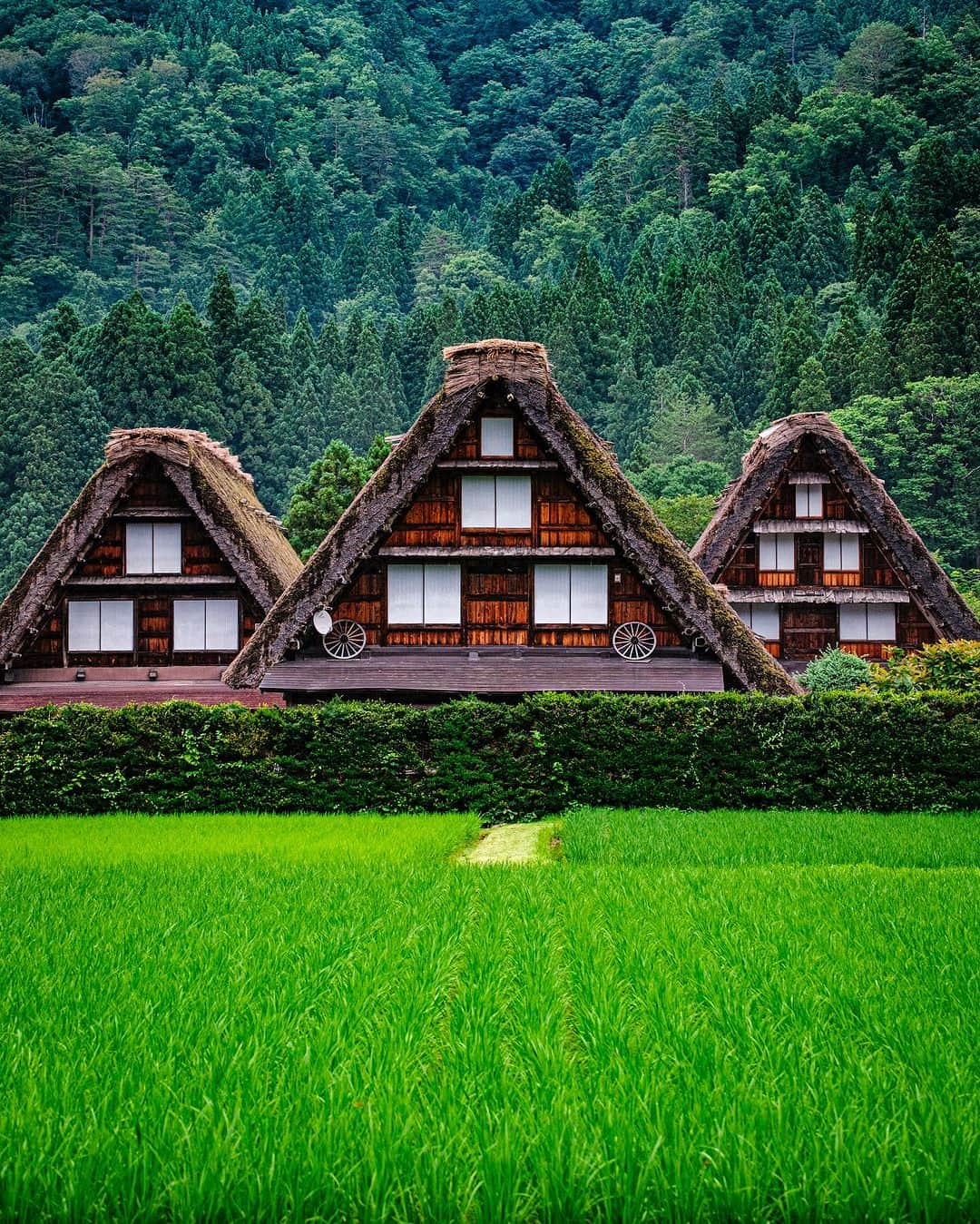 SHOCK EYEのインスタグラム：「夏の白川郷✨ ここは、世界遺産として有名な場所。  日本の農村の原風景を残す合掌造の集落を歩いていると、まるでタイムスリップしたかのような感覚になる。  豪雪地帯ならではの屋根の形が、絵に描いたような三角形で、とても可愛らしい✨  ここにきて感じたのは、 青々とした自然、小さな生き物たち、都会にいると決して味わえないゆっくりとした静かな時間の流れ、香りや空気が、疲れた心を浄化してくれるってこと。 自然を感じ、触れ合うことの大切さを改めて感じたよ。  秋には稲穂が黄金色に輝き、冬には一面雪景色になるそう。  是非また違う季節に訪れてみたい場所だなあ。  #白川郷 #世界遺産 #shirakawago #worldheritage」