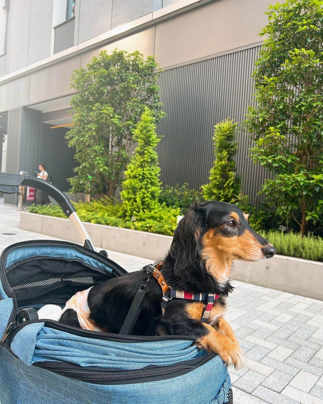 高原愛さんのインスタグラム写真 - (高原愛Instagram)「モモは今日も元気です🐶💖 ヘルニアで麻痺してしまった尻尾も動くようになってきて、お部屋を走り回ったり、6月の入院通院繰り返していた日々が嘘みたいに元気になりました☺️ ご心配してくださった皆様ありがとうございます！ モモ、いつもありがとう💖💖💖  #いぬすたぐらむ  #いぬのいる暮らし  #🐶#💖」7月25日 11時13分 - ai_takahara_ai