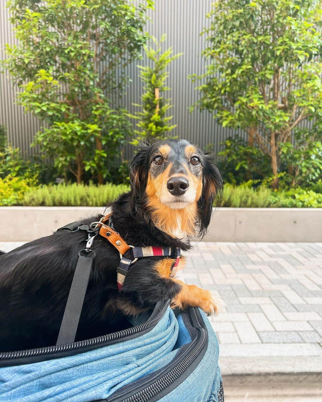 高原愛のインスタグラム：「モモは今日も元気です🐶💖 ヘルニアで麻痺してしまった尻尾も動くようになってきて、お部屋を走り回ったり、6月の入院通院繰り返していた日々が嘘みたいに元気になりました☺️ ご心配してくださった皆様ありがとうございます！ モモ、いつもありがとう💖💖💖  #いぬすたぐらむ  #いぬのいる暮らし  #🐶#💖」