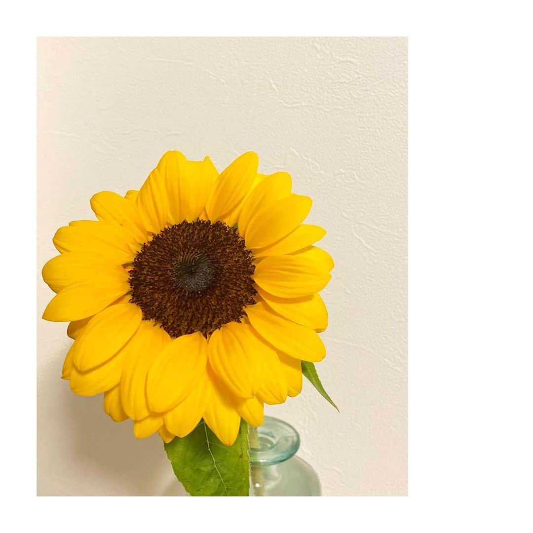 大島璃音のインスタグラム：「🌻  今日から再び 体温を超えるような危険な暑さとなりそうです。  暑さ対策しっかり行って、 ご自愛くださいね🚿」