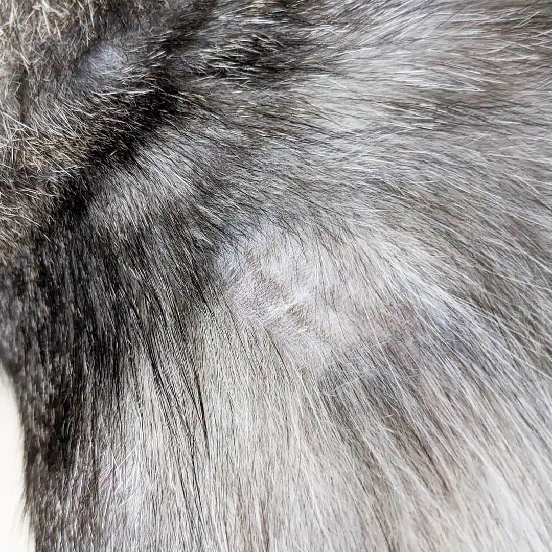 松原真琴さんのインスタグラム写真 - (松原真琴Instagram)「ミサワさんがハゲさせちゃった猫の毛、生えたー！」7月25日 11時36分 - huminhukyu