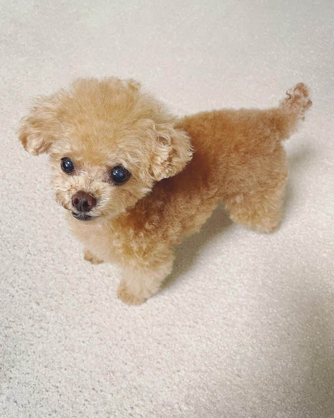 ふわのインスタグラム：「こちらは 以前のトリミング直後のお写真。 今はボサボサで 早くスッキリさせたい。 トリミングまであと少し…  #toypoodle#toypoodlegram#dogsofinstagram#instadog#doglover#doglife#cutedog#dog#fuwamama#ふわもこのふわ#ふわ#トイプードル#ふわもこ部#犬バカ部#親バカ部#いぬすたぐらむ#犬のいる暮らし」