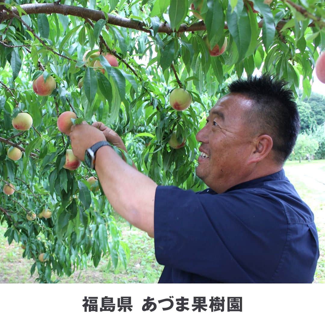 無印良品さんのインスタグラム写真 - (無印良品Instagram)「【諸国良品】福島の桃づくり 安心・安全への取り組み - 桃の一大産地であり、県をあげて徹底したリスク管理により安全・安心な農業生産を行っている福島県。 その中でも『ABE Fruit』・『あづま果樹園』・『鈴木農園』では、使用する水の安全性の確認や、環境保全のための土壌管理を実施するなど、「GAP」に基づいた桃づくりをしています。  「GAP」とは、Good Agricultural Practicesの頭文字をとった言葉で、農業生産の各工程の実施や記録、点検、評価を行うことによる持続的な改善活動のこと。 環境に負荷をかけず、農業を行う人の安全や人権を守り、安全性の高い農作物を生産することを通じて、農場経営の改善や農作物の安定供給を行う「持続可能な農業」の実現が期待されています。  1週間程度の短い期間で、収穫できる品種が変化する桃。季節が進むにつれ、硬めでしっかりした桃へと移り変わります。 品種ごとに甘みと酸味のバランスも異なるので、ぜひ自分好みの味わいを探してみてください。 - #無印良品 #MUJI #諸国良品 #桃 #もも #あかつき #福島県 #GAPチャレンジ」7月25日 13時00分 - muji_global