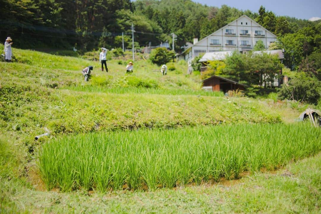 福田瞳さんのインスタグラム写真 - (福田瞳Instagram)「komekomeclub田んぼのまわりの草むしり☺︎ これをしに @sanazawa_terrace に来たの☺︎ 鎌のありがたみを、生まれて初めて知った。 稲はすくすく育っていたよ。 暑いのだけれど、日陰で風が吹くと本当に気持ちよかった☺︎ #これがメイン #さなざわ㞢テラス  #ギャルがいます #バイブスいとあがりけり」7月25日 22時30分 - fukudahitomi610