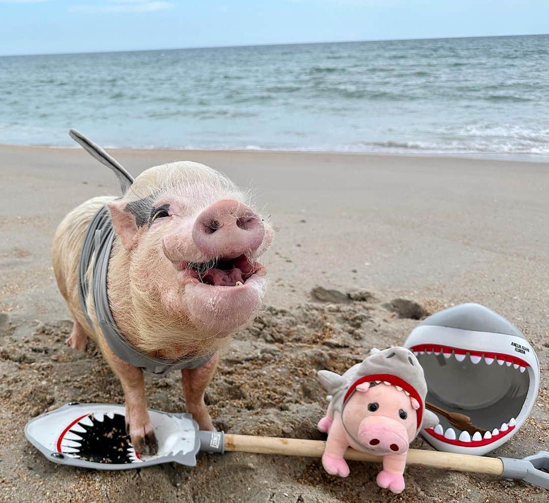 Priscilla and Poppletonさんのインスタグラム写真 - (Priscilla and PoppletonInstagram)「Pop’s face when I told him that his mini-me is cute and all, but that NO-FIN compares to him.🐷🦈💦 #Poppleshark #SharkWeek #PonteVedraBeach #PrissyandPop」7月25日 22時38分 - prissy_pig