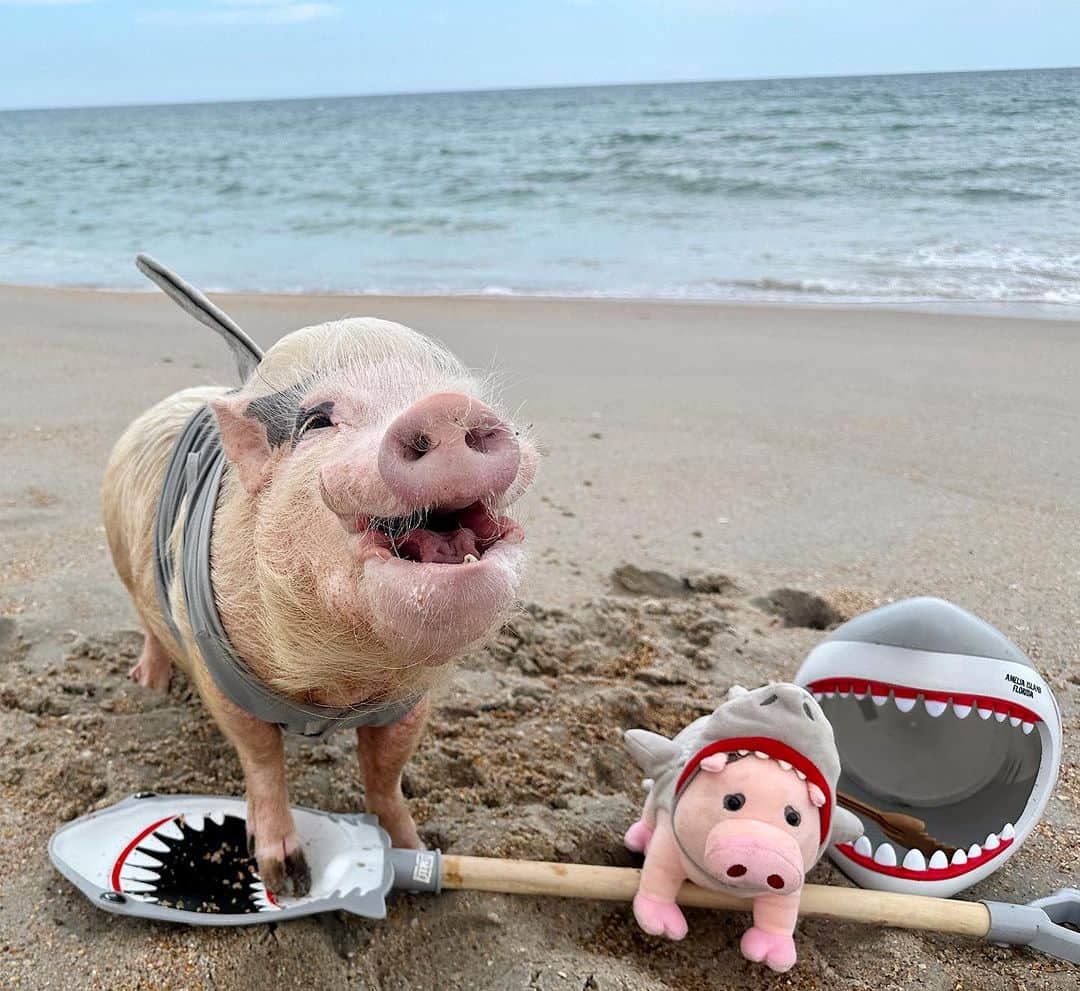 Priscilla and Poppletonのインスタグラム：「Pop’s face when I told him that his mini-me is cute and all, but that NO-FIN compares to him.🐷🦈💦 #Poppleshark #SharkWeek #PonteVedraBeach #PrissyandPop」