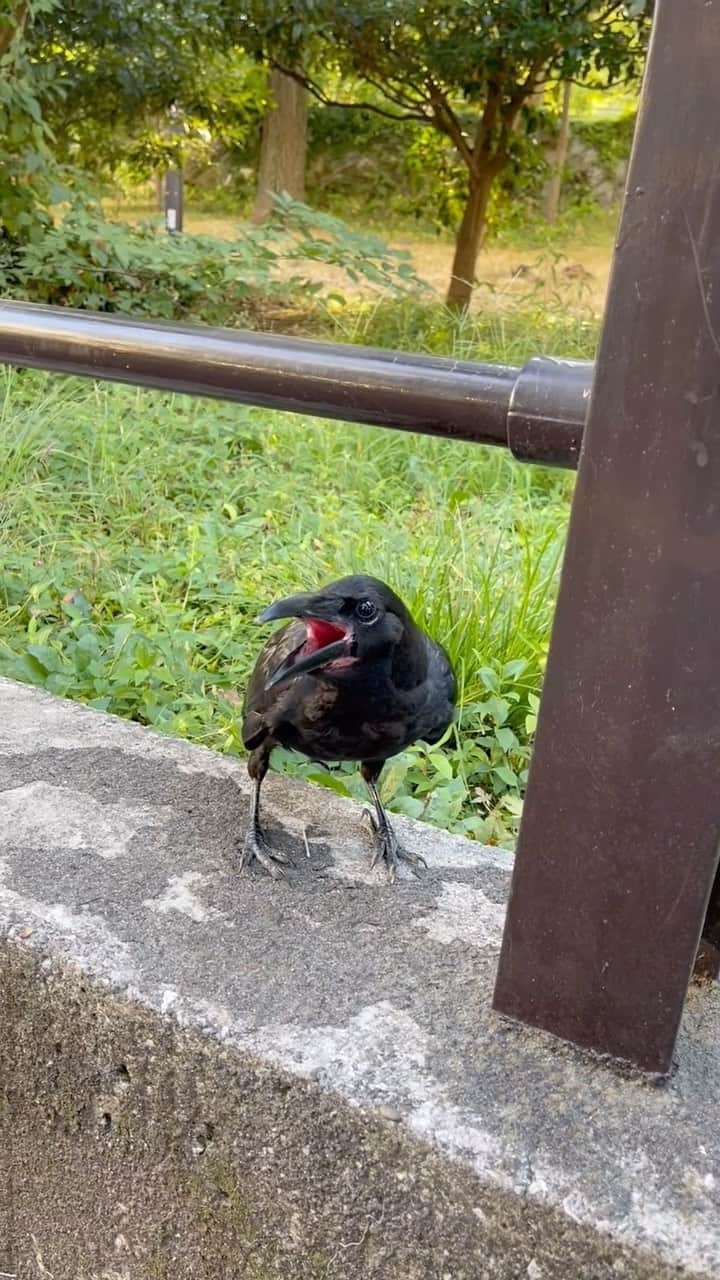 池田有希子のインスタグラム：「口を開けたカラスと巡り会いました。後になって調べたらカラスも暑いと口呼吸するんですね。ハイボールの空き缶から水滴が出ないかと頑張ってて、すぐ近くに噴水あるのに、ハイボール美味しいのかな。口の中が赤いのはまだ子供なんですって。この蒸し暑さは生き物みんなにとって過酷なんだなあ。」
