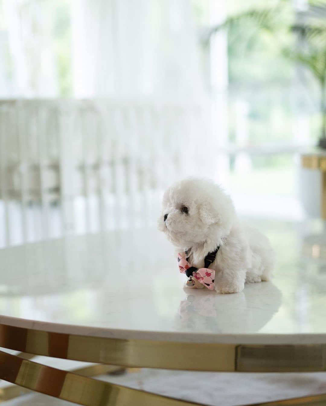 Rolly Pups INCさんのインスタグラム写真 - (Rolly Pups INCInstagram)「Round head, round eyes, round personality. What did i miss avout round on him? Monty the  Bichon is here @kpups.official 💕」7月25日 23時18分 - kpups.official